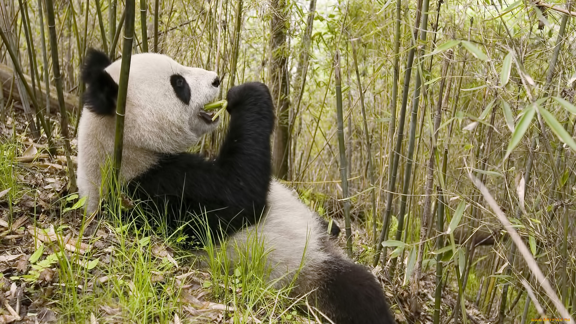 животные, панды