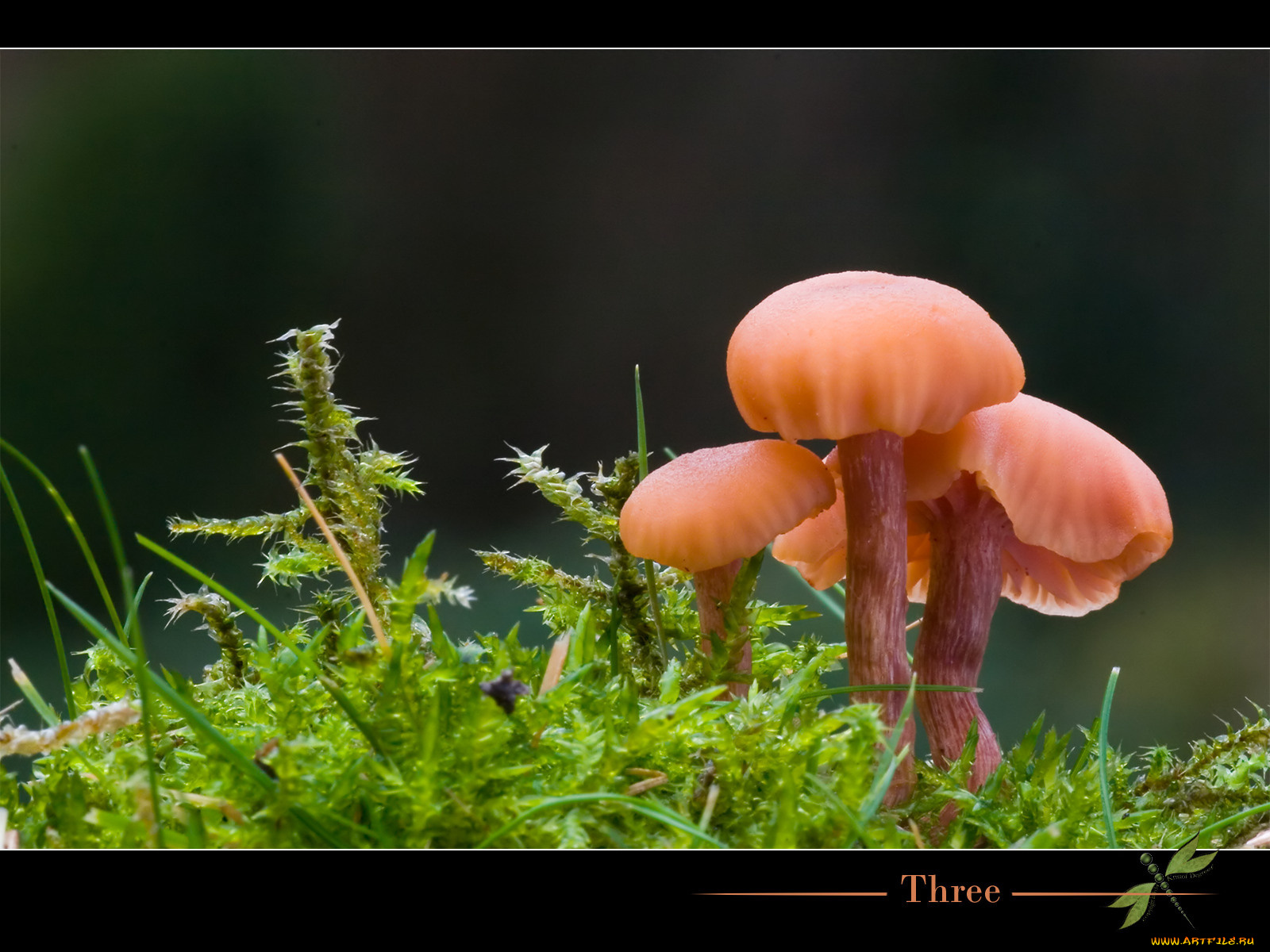 природа, грибы