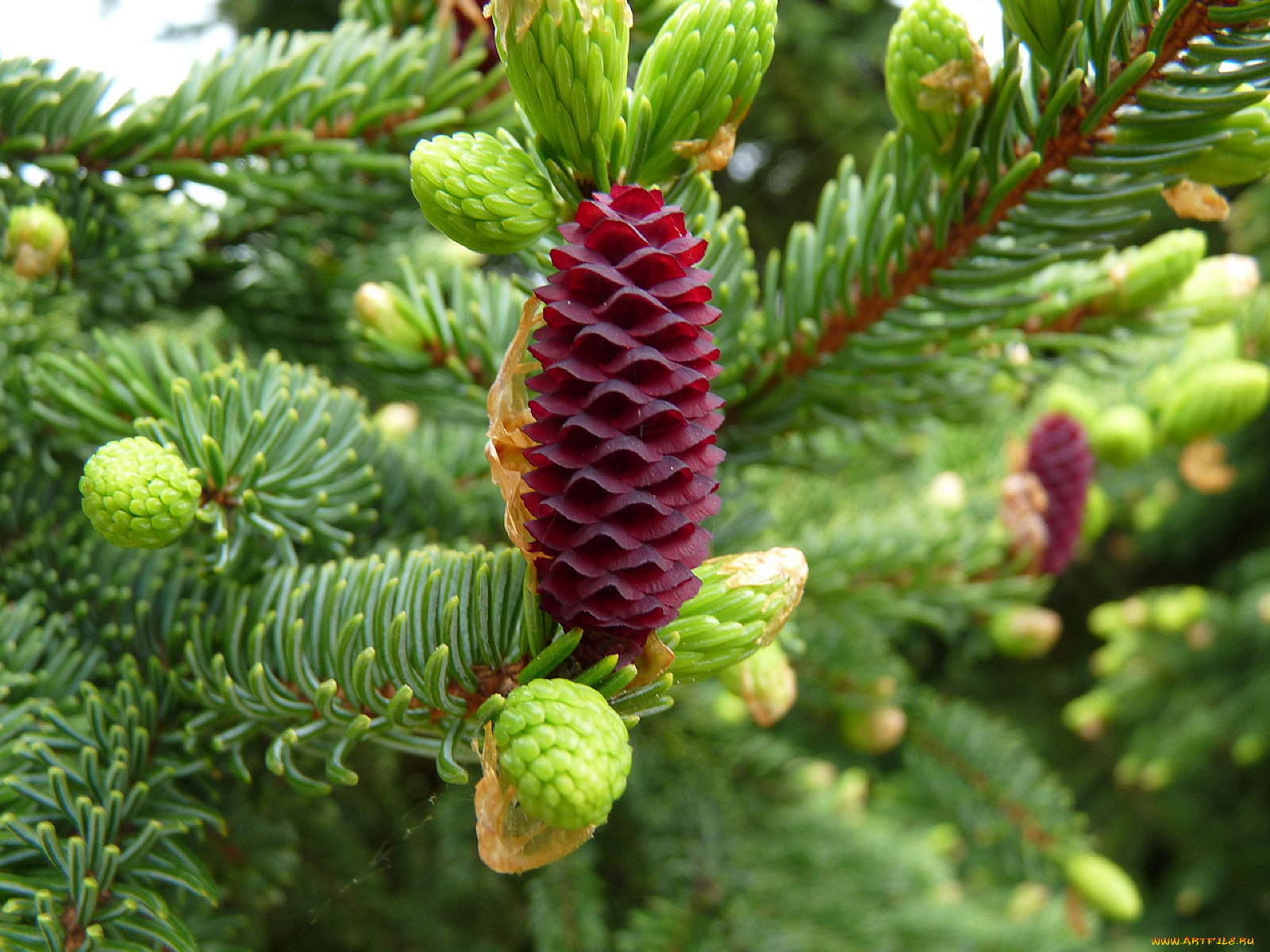 природа, шишки, жёлуди, каштаны