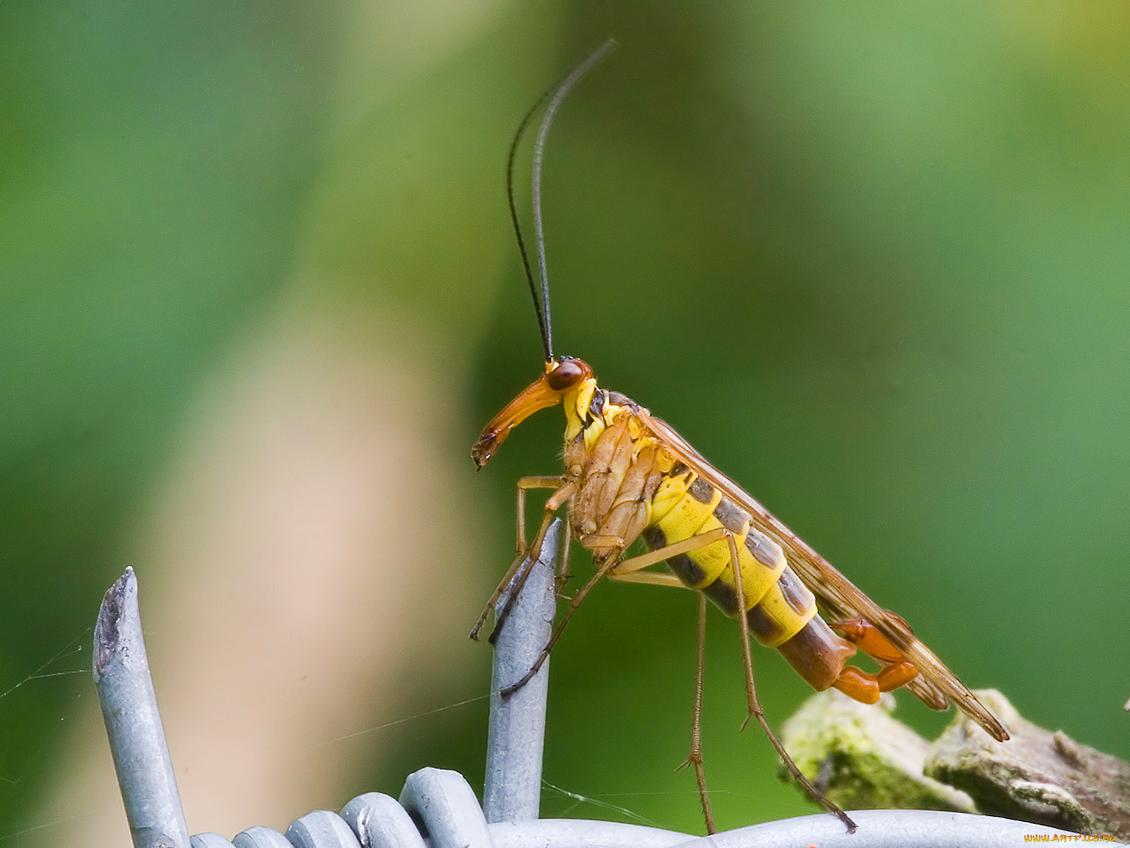 животные, насекомые