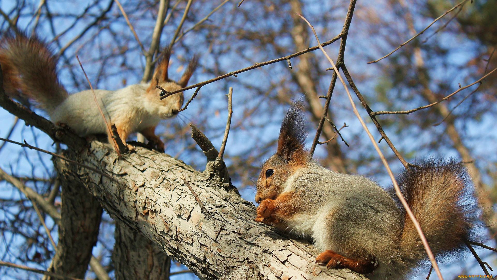 авт, григорий, николаев, животные, белки