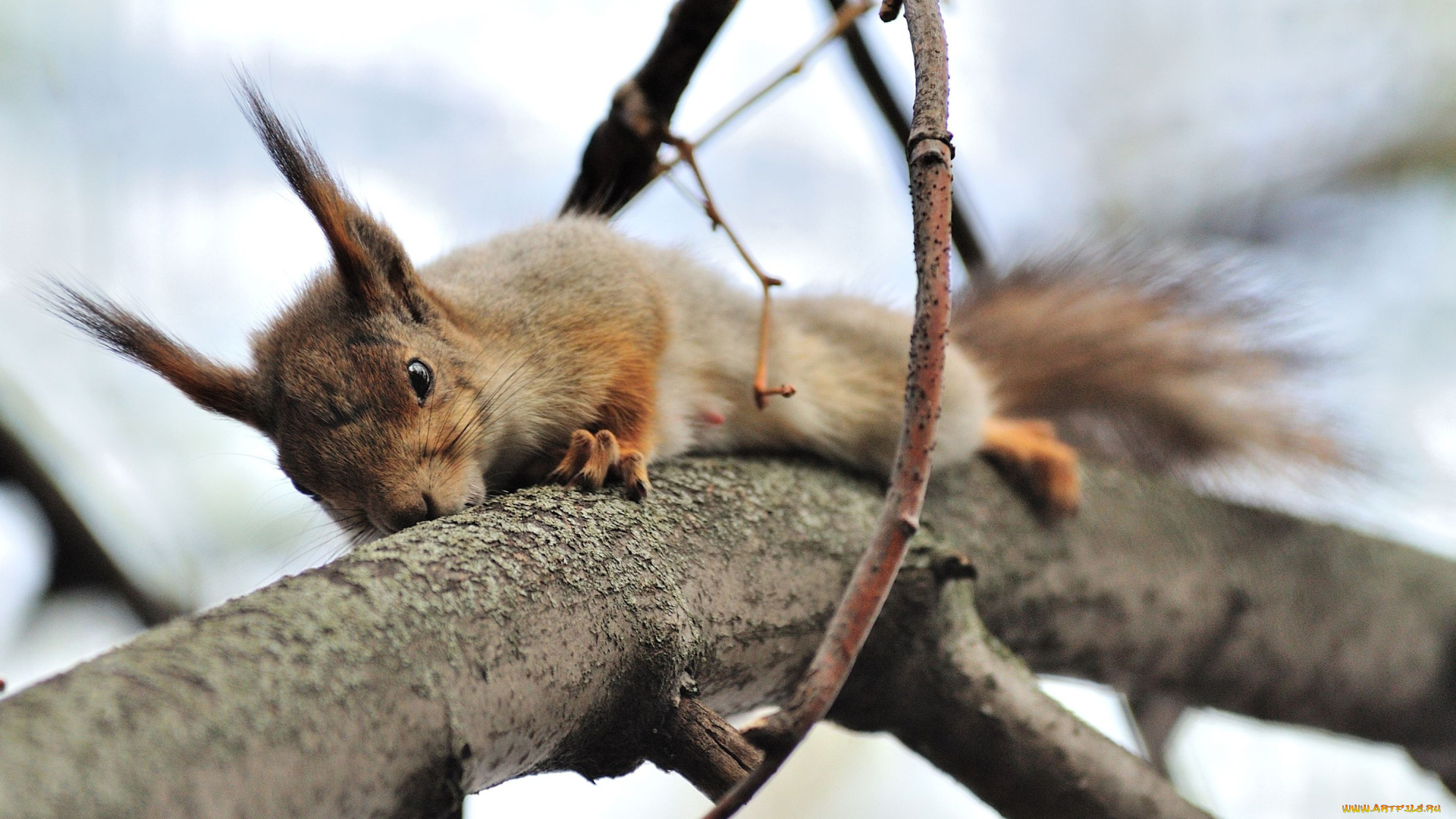 авт, сотсков, николай, животные, белки