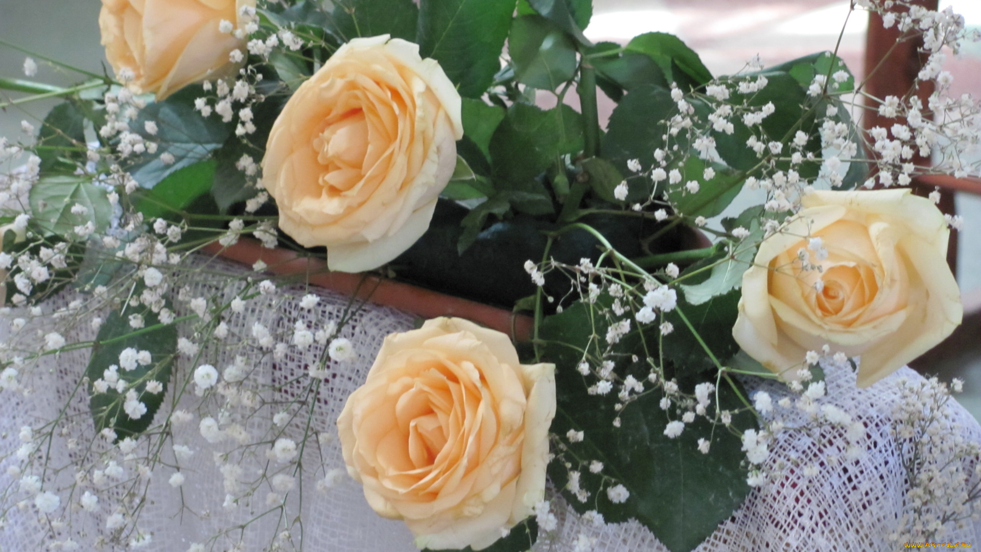 цветы, розы