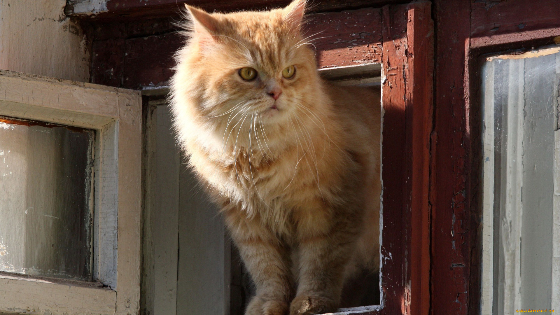 животные, коты