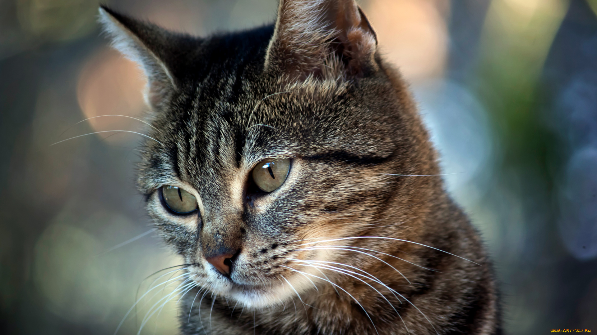 животные, коты