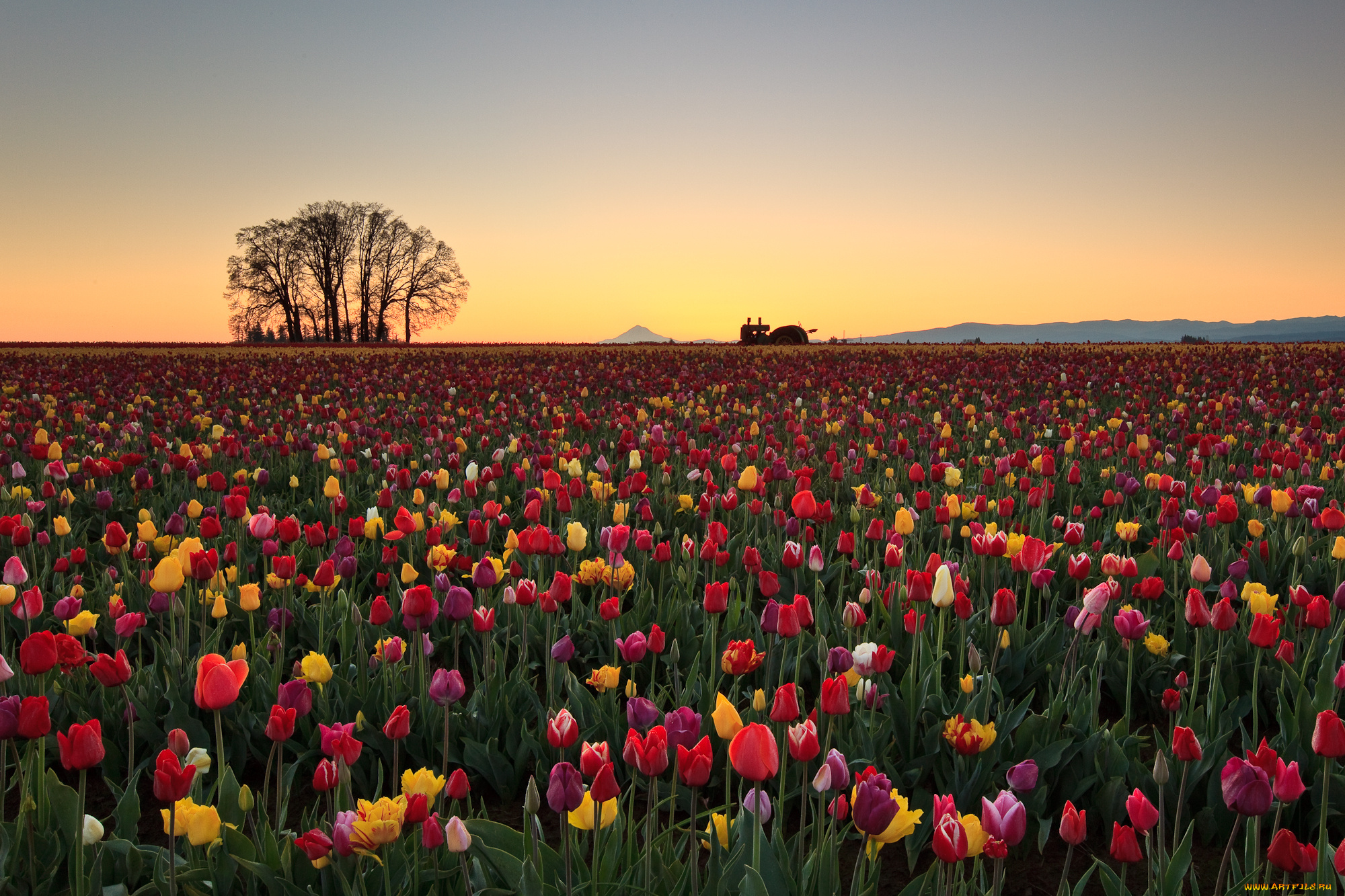 цветы, тюльпаны