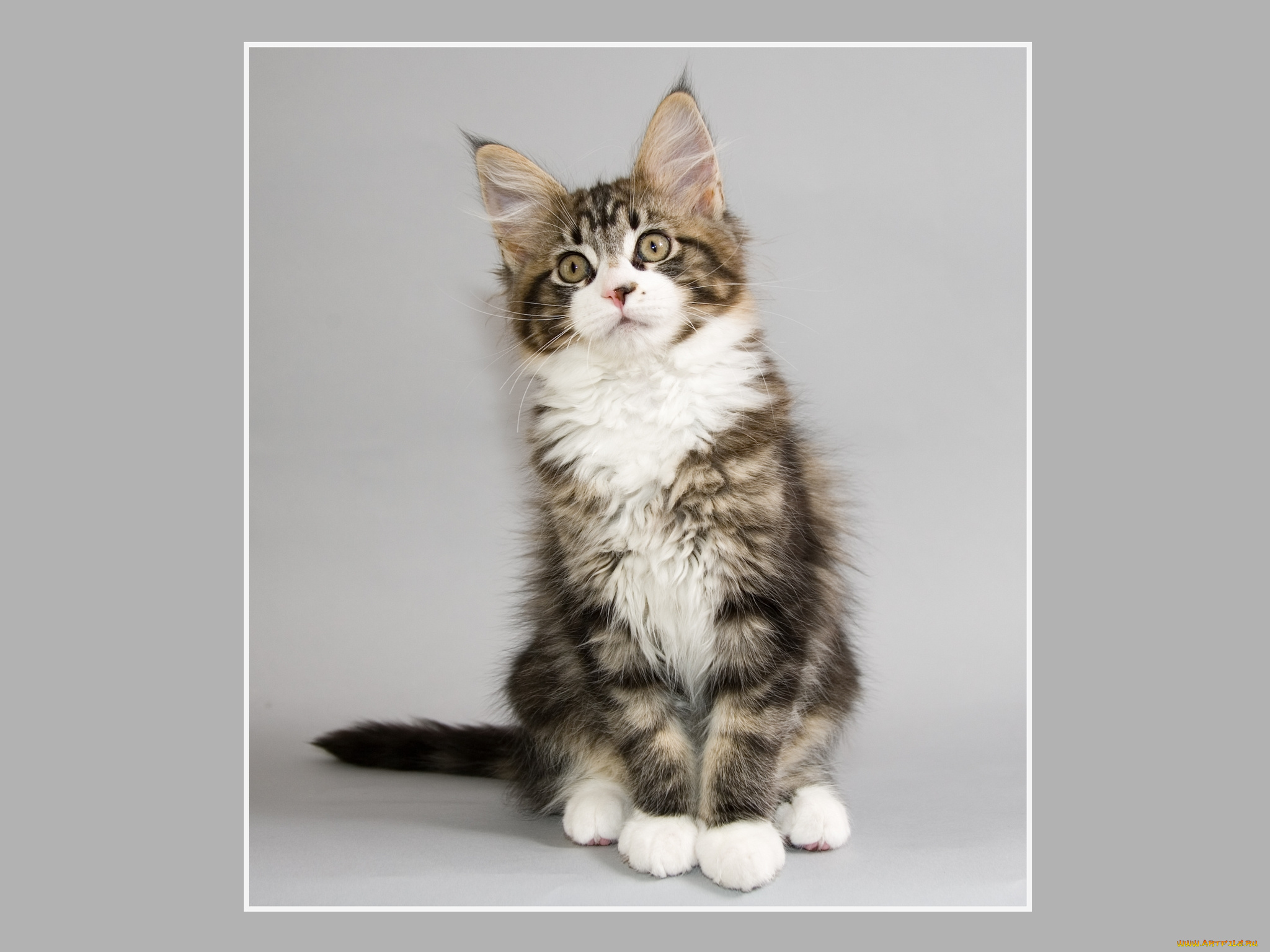 животные, коты