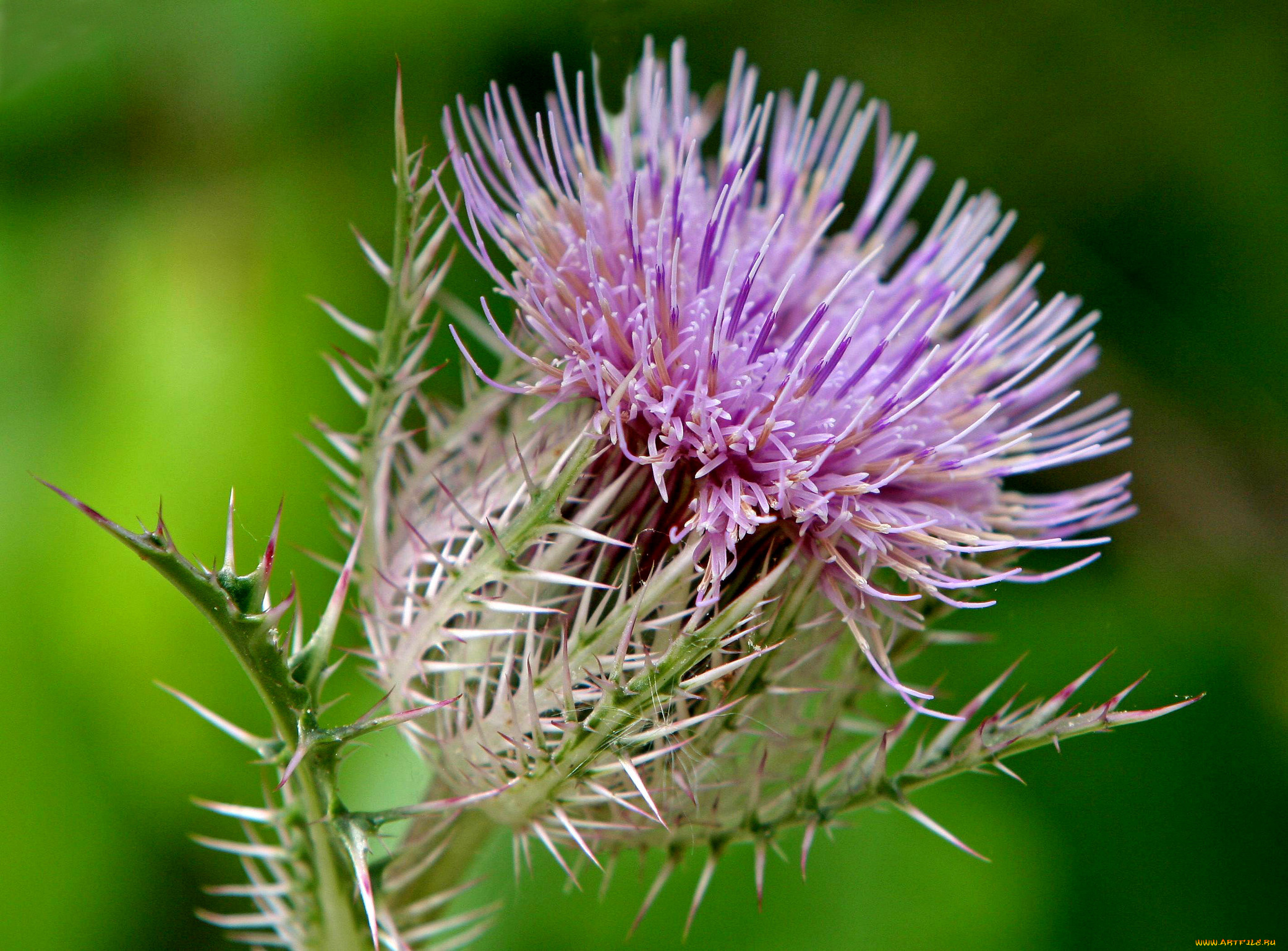 цветы, Чертополох, репейник
