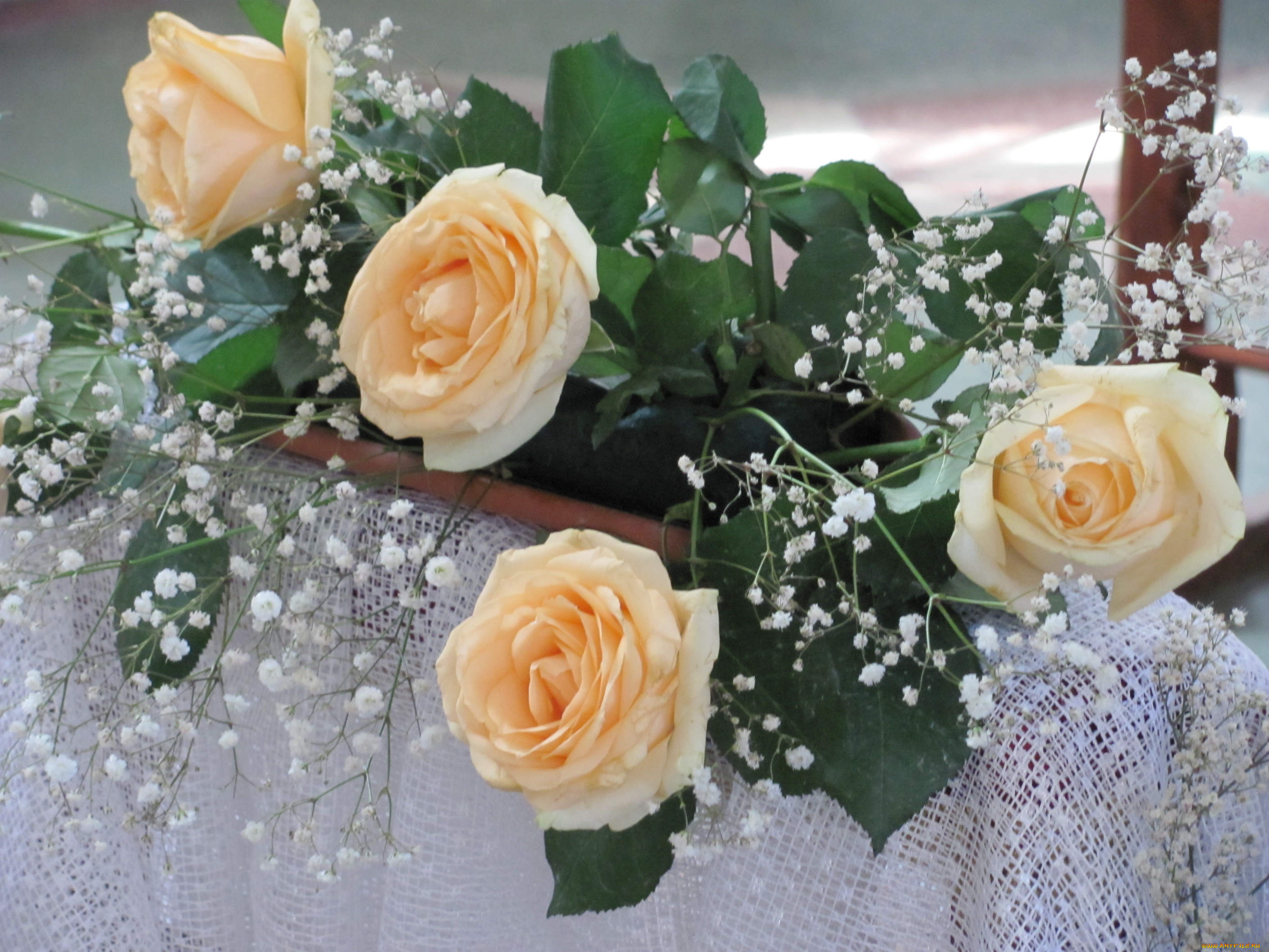 цветы, розы