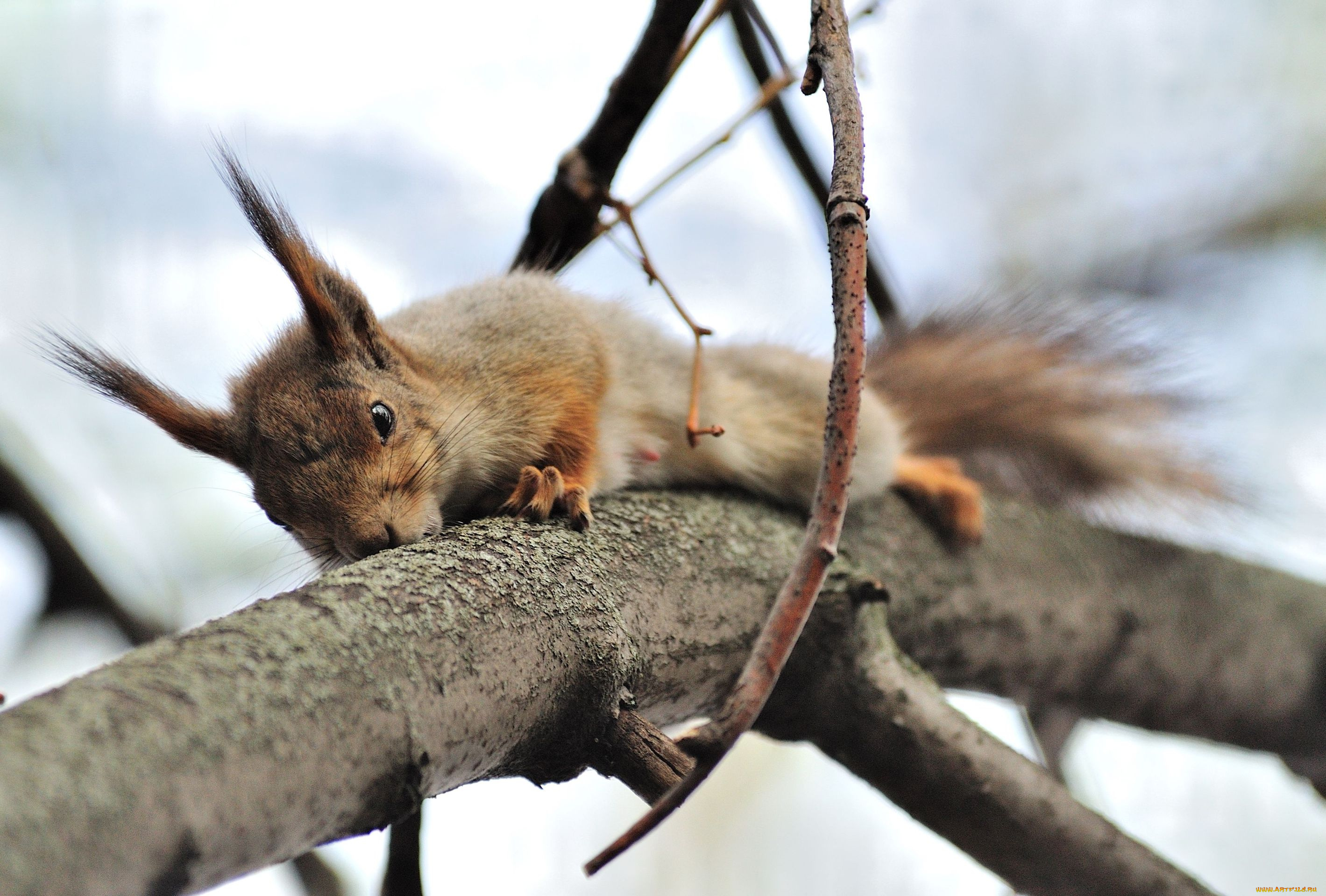 авт, сотсков, николай, животные, белки