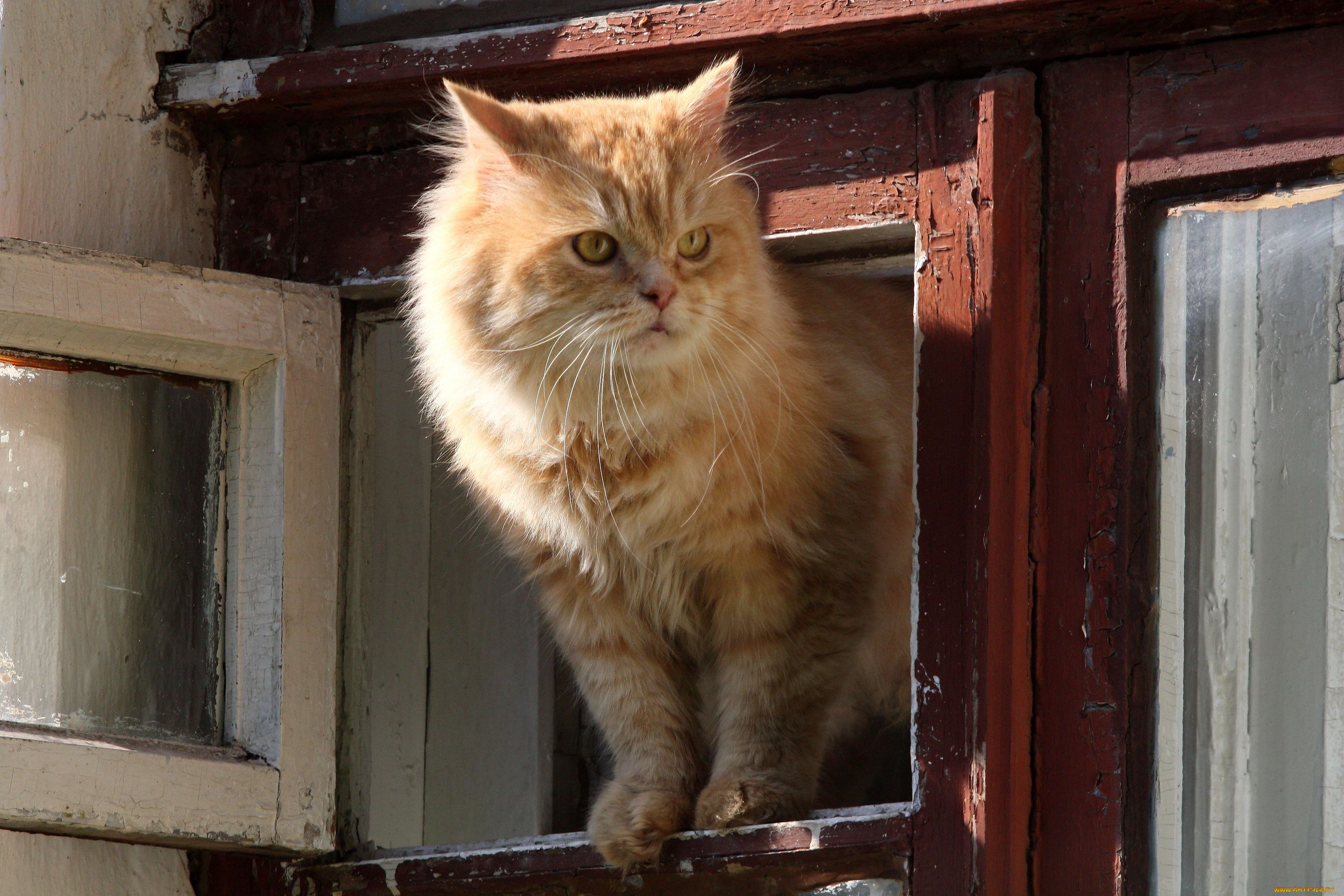 животные, коты