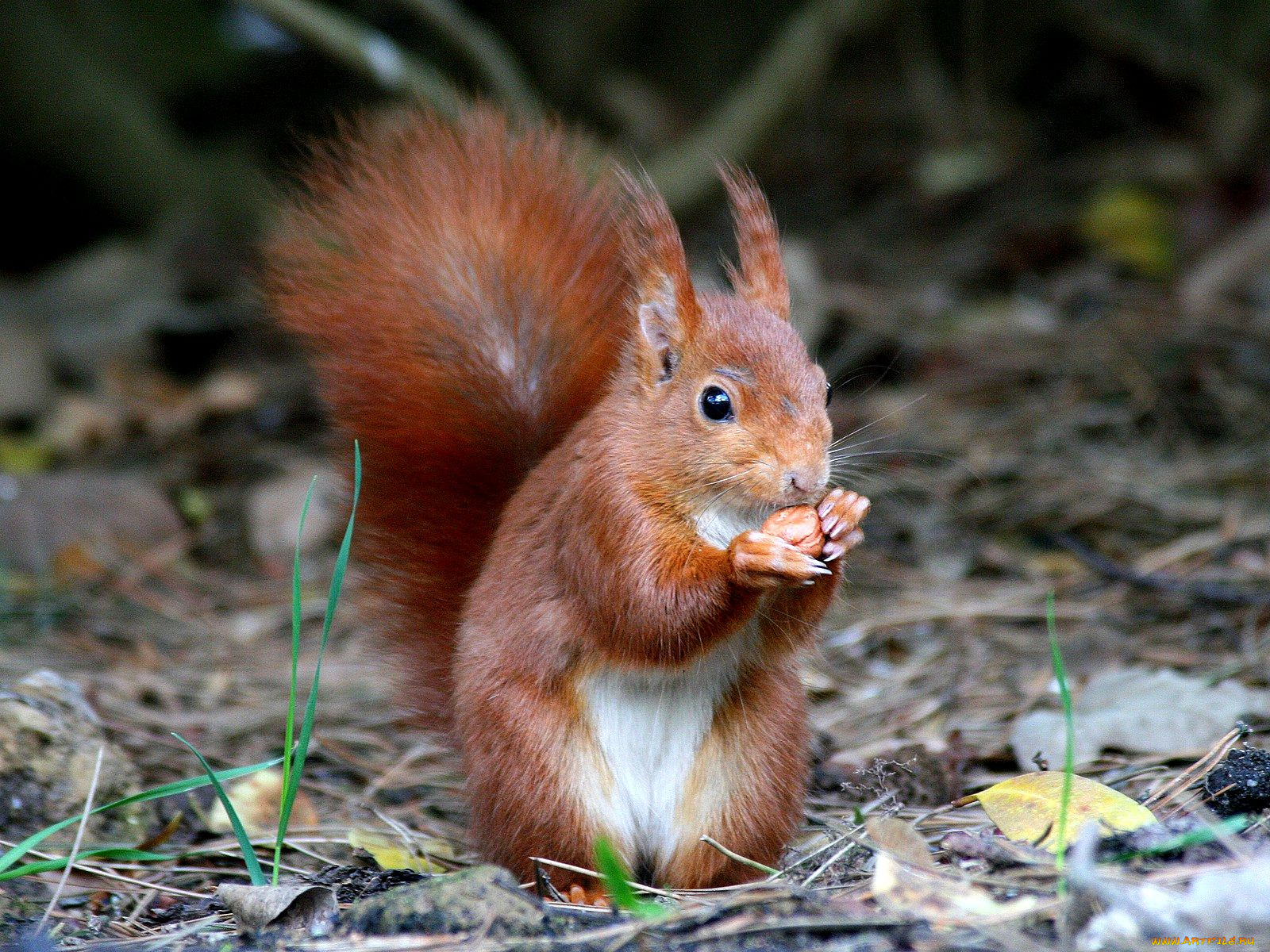 животные, белки, хвост, рыжий