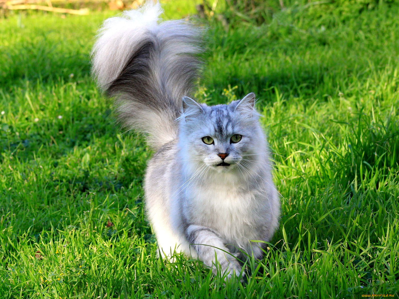 животные, коты, хвост, пушистый