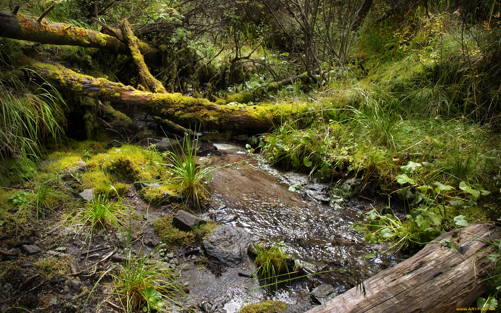 природа, дороги, ручей, горный, алтай