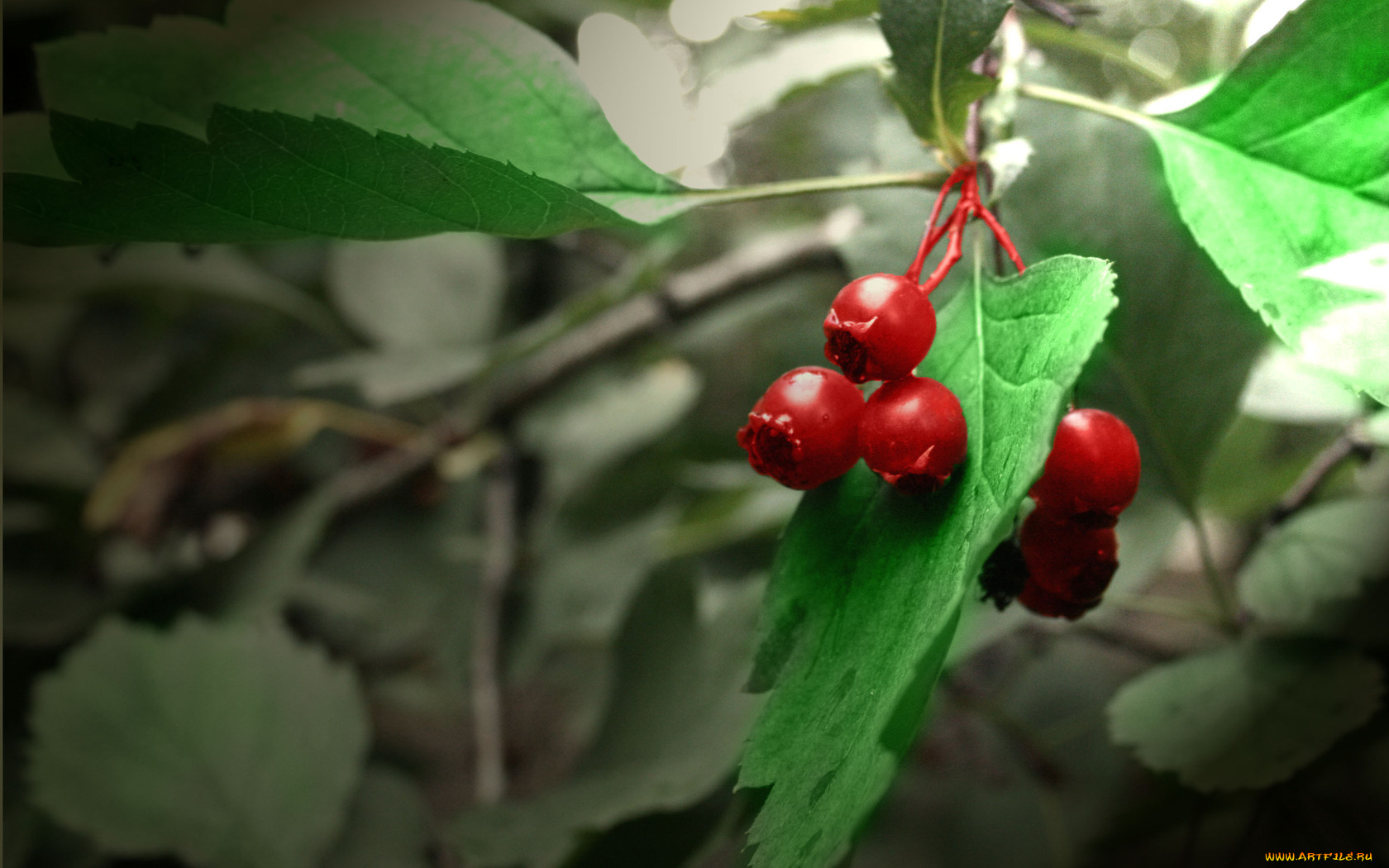 природа, Ягоды, листья