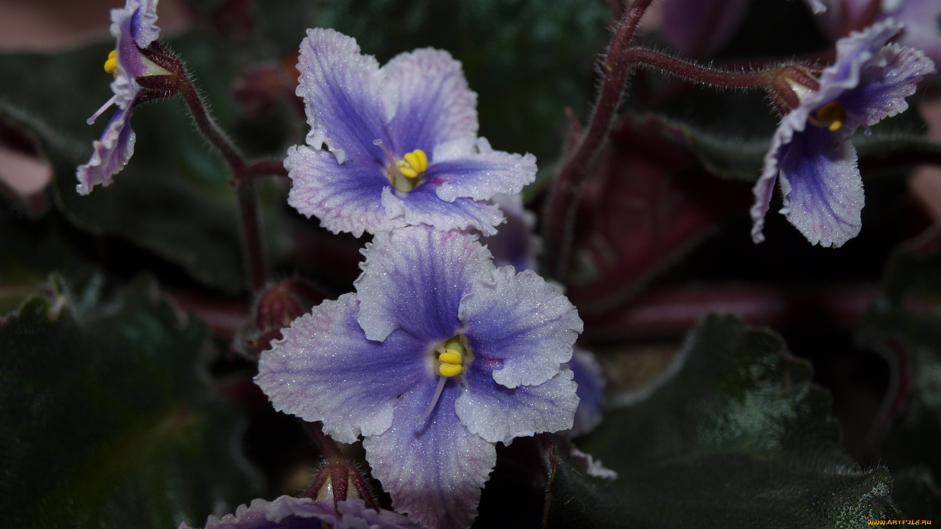 цветы, фиалки