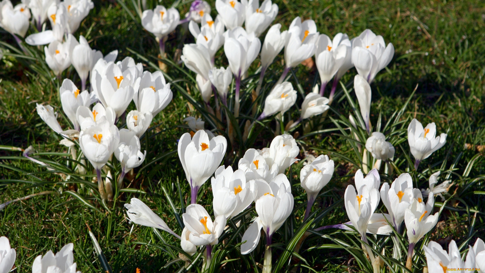 цветы, крокусы, трава
