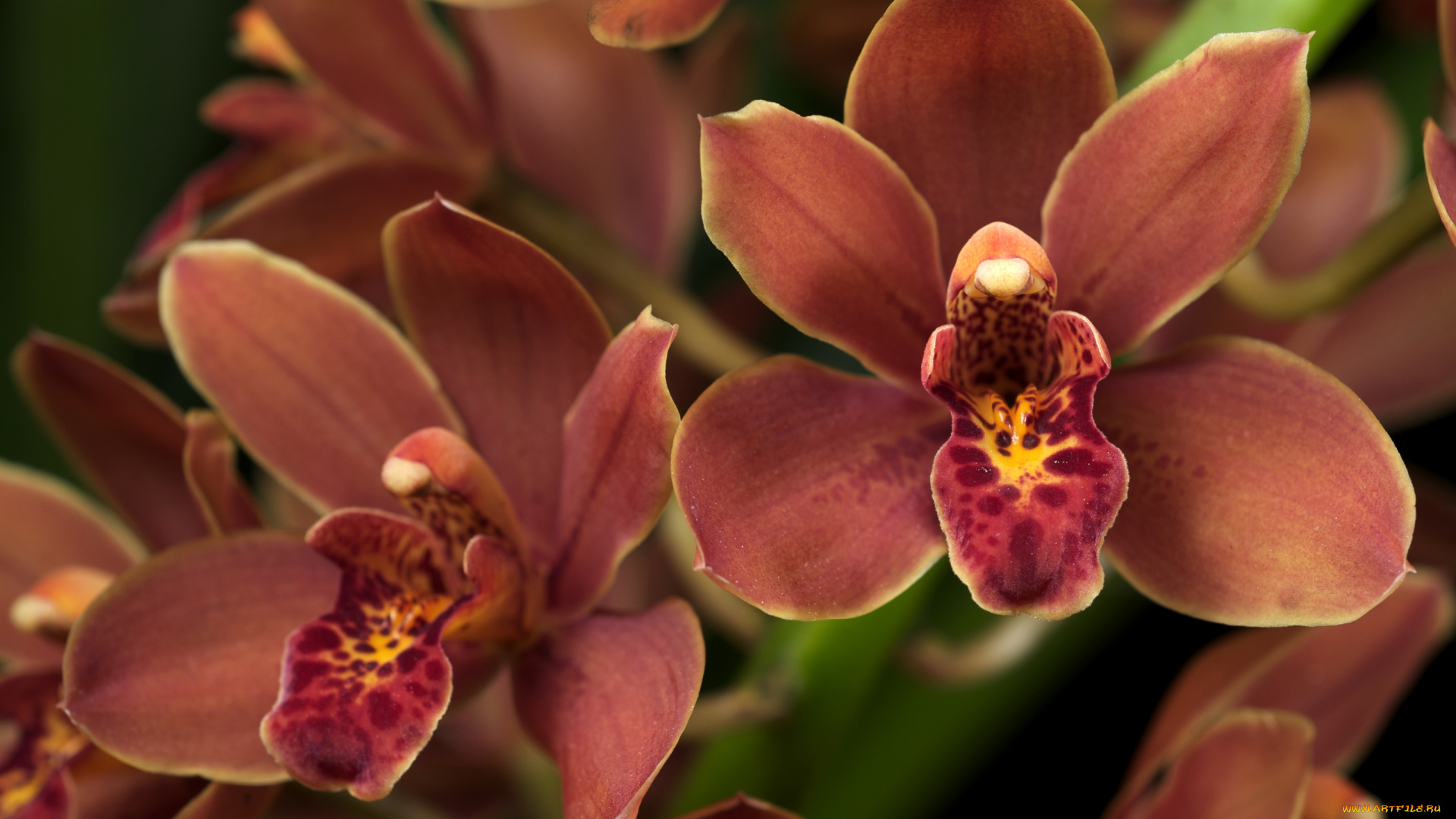 цветы, орхидеи, оранжевый, лепестки