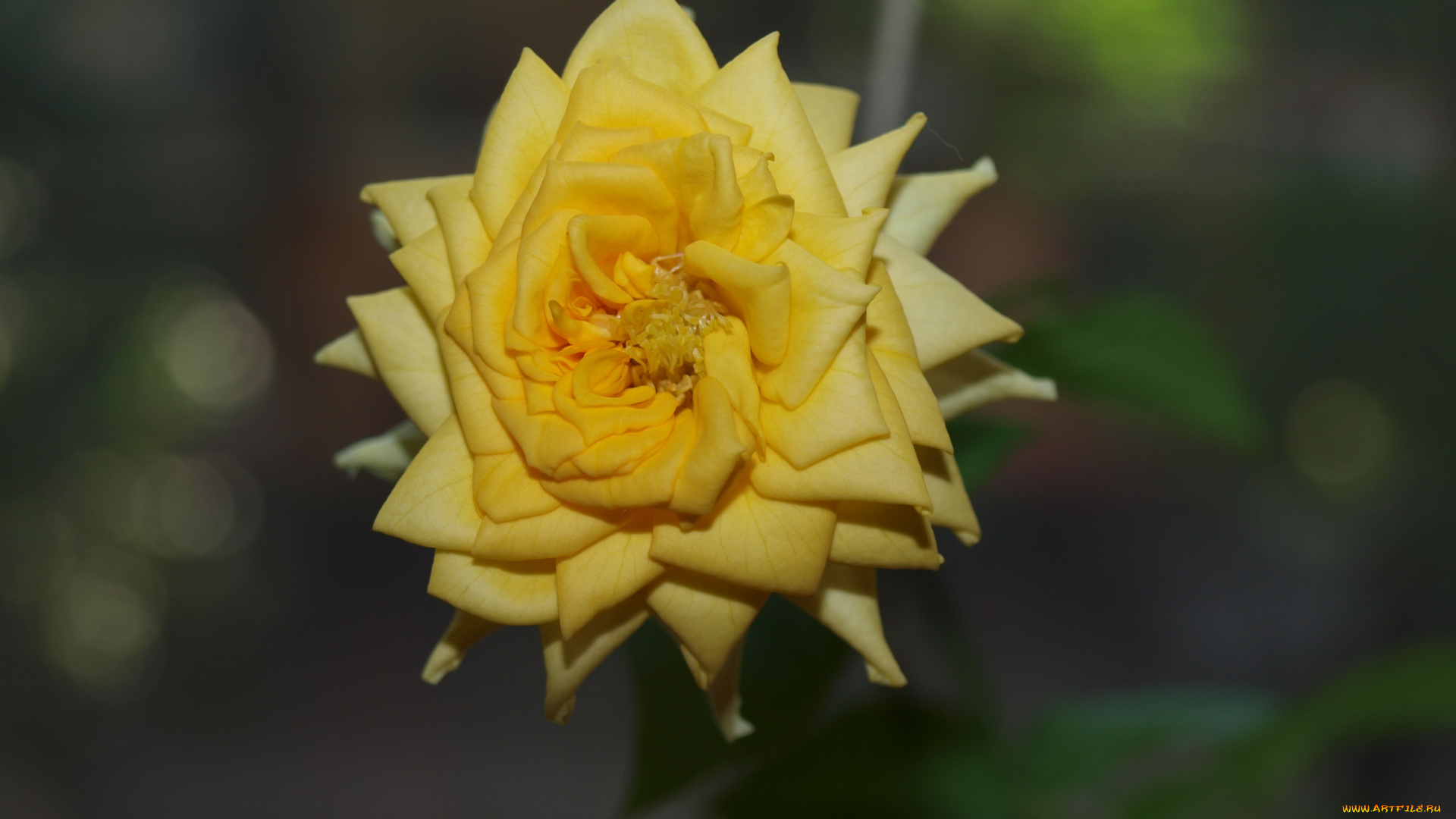 цветы, розы, роза