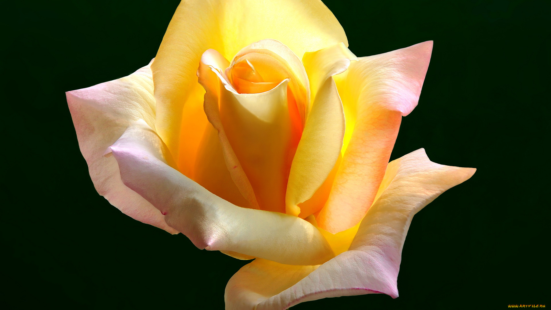 цветы, розы, роза