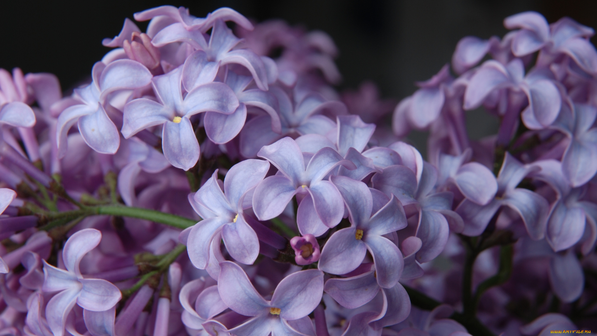 цветы, сирень, сиреневый, макро