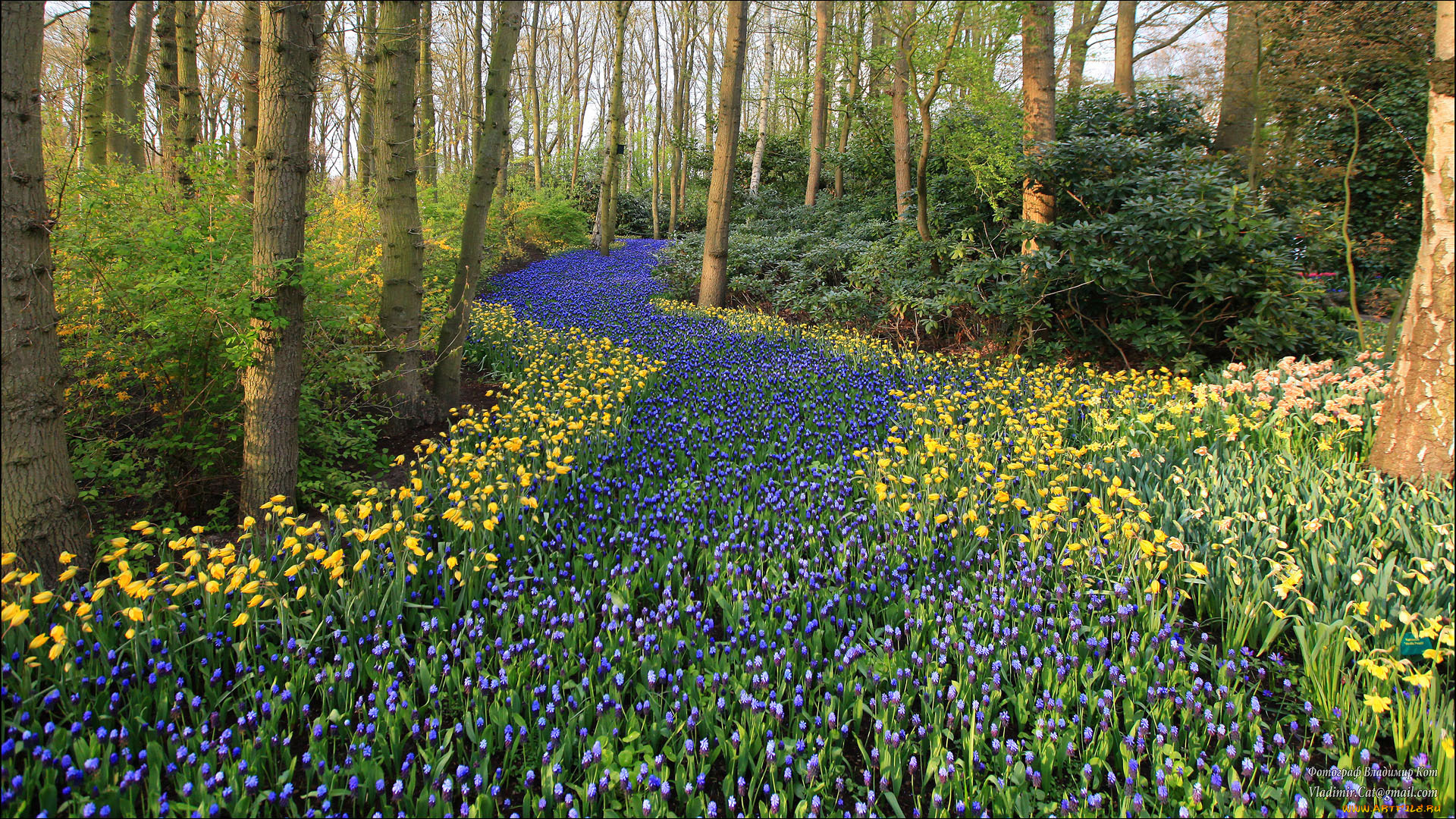 keukenhof, gardens, lisse, holland, природа, парк, голландия, кеукенхоф