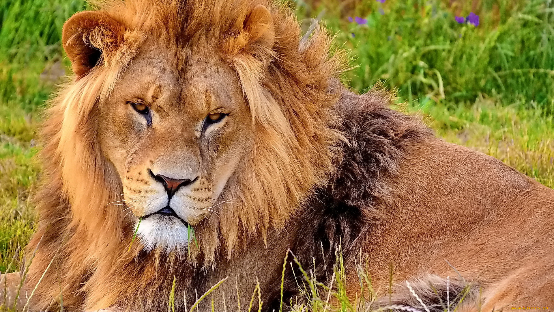лев, животные, львы, грива, дикая, кошка