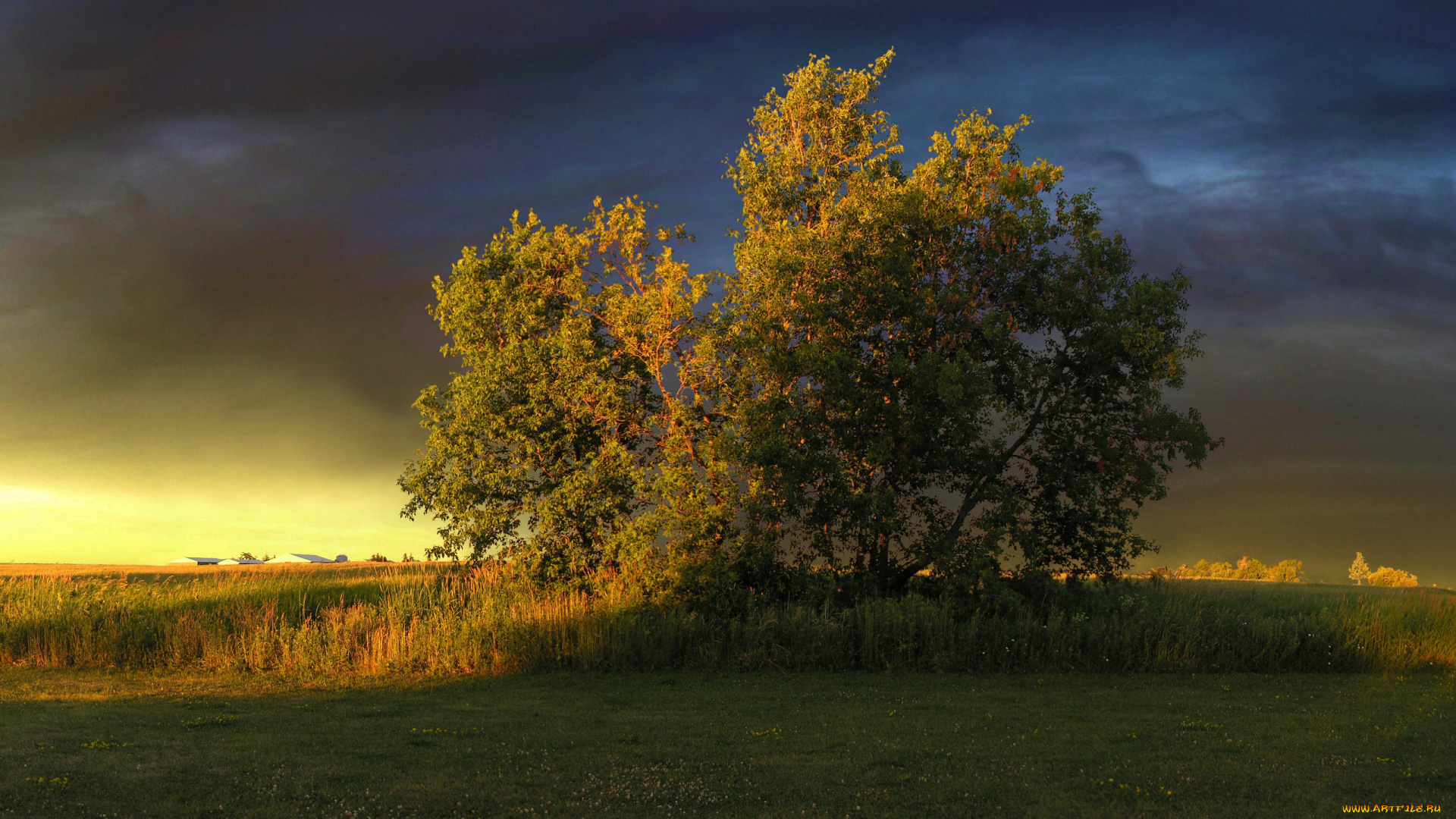 природа, деревья, небо, дерево, тучи