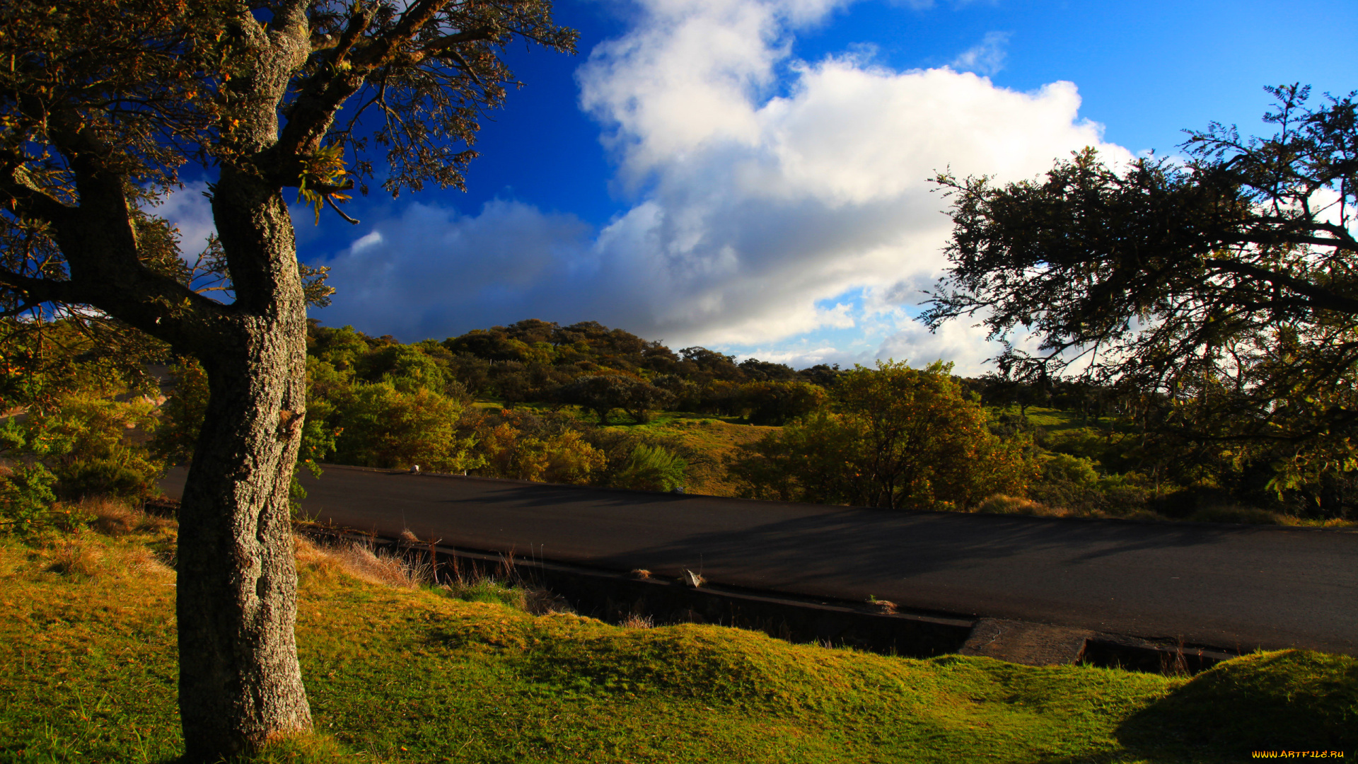 природа, дороги, деревья, холмы, растительность, дорога