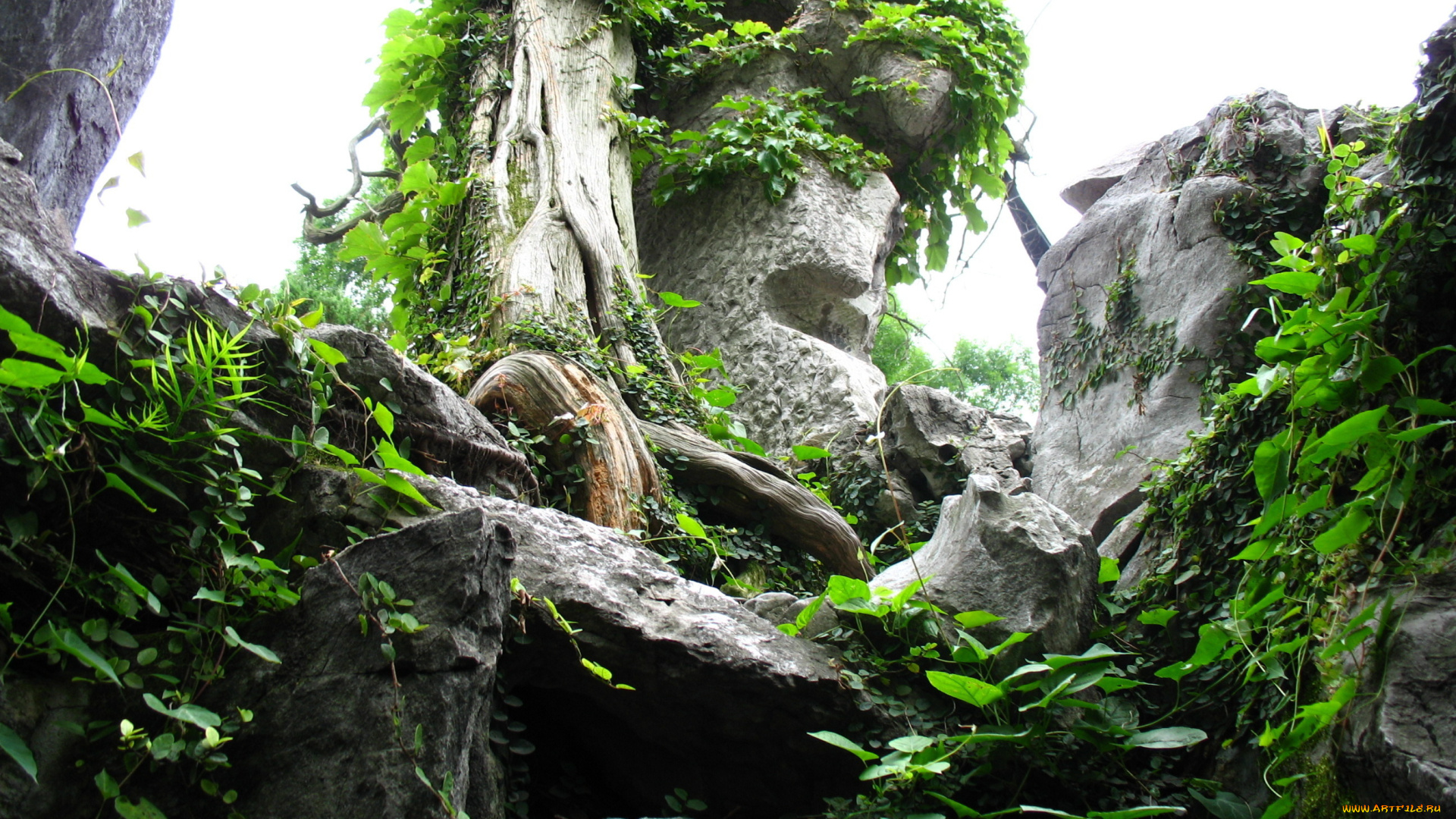 природа, другое, камни, дерево, листья