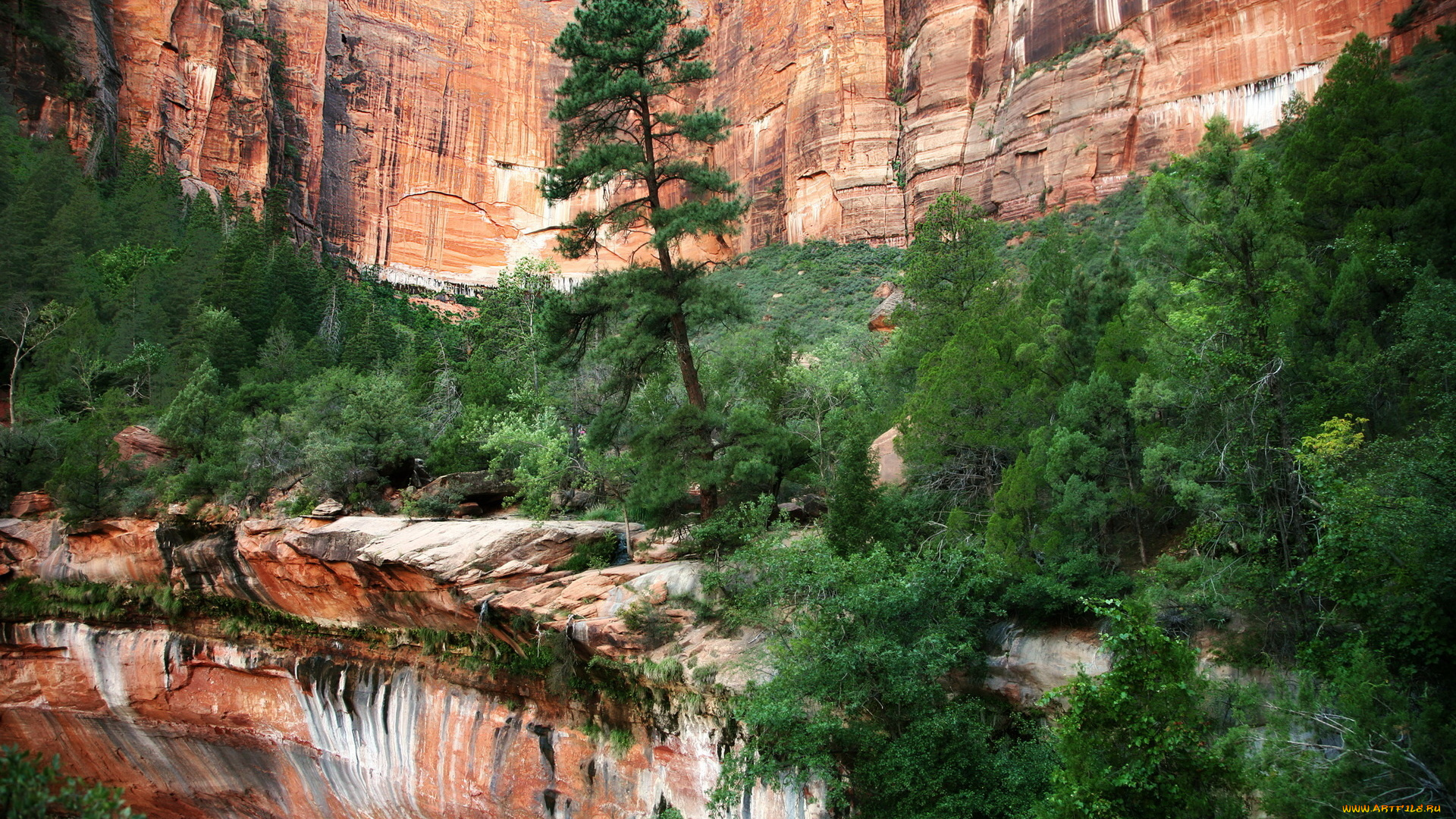 природа, горы, лето, деревья, скалы