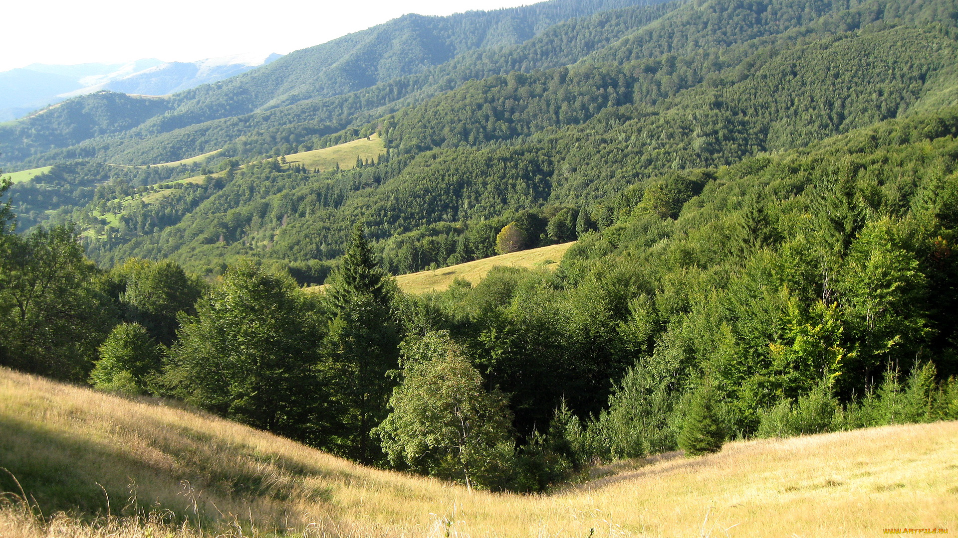 природа, горы, украина, закарпатье, г, , горгани