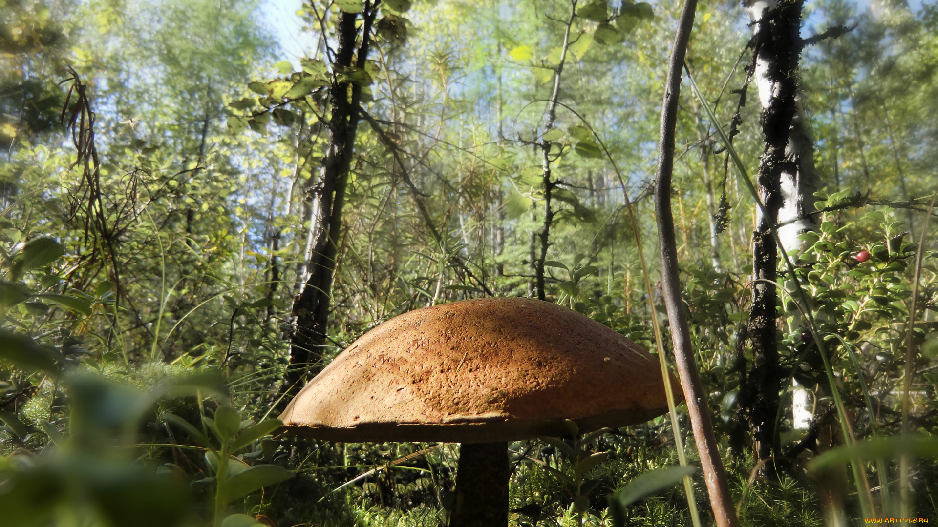 природа, грибы, трава, гриб, лес