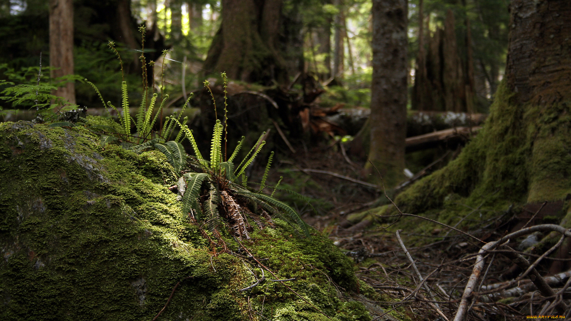 природа, лес, мох, папоротник