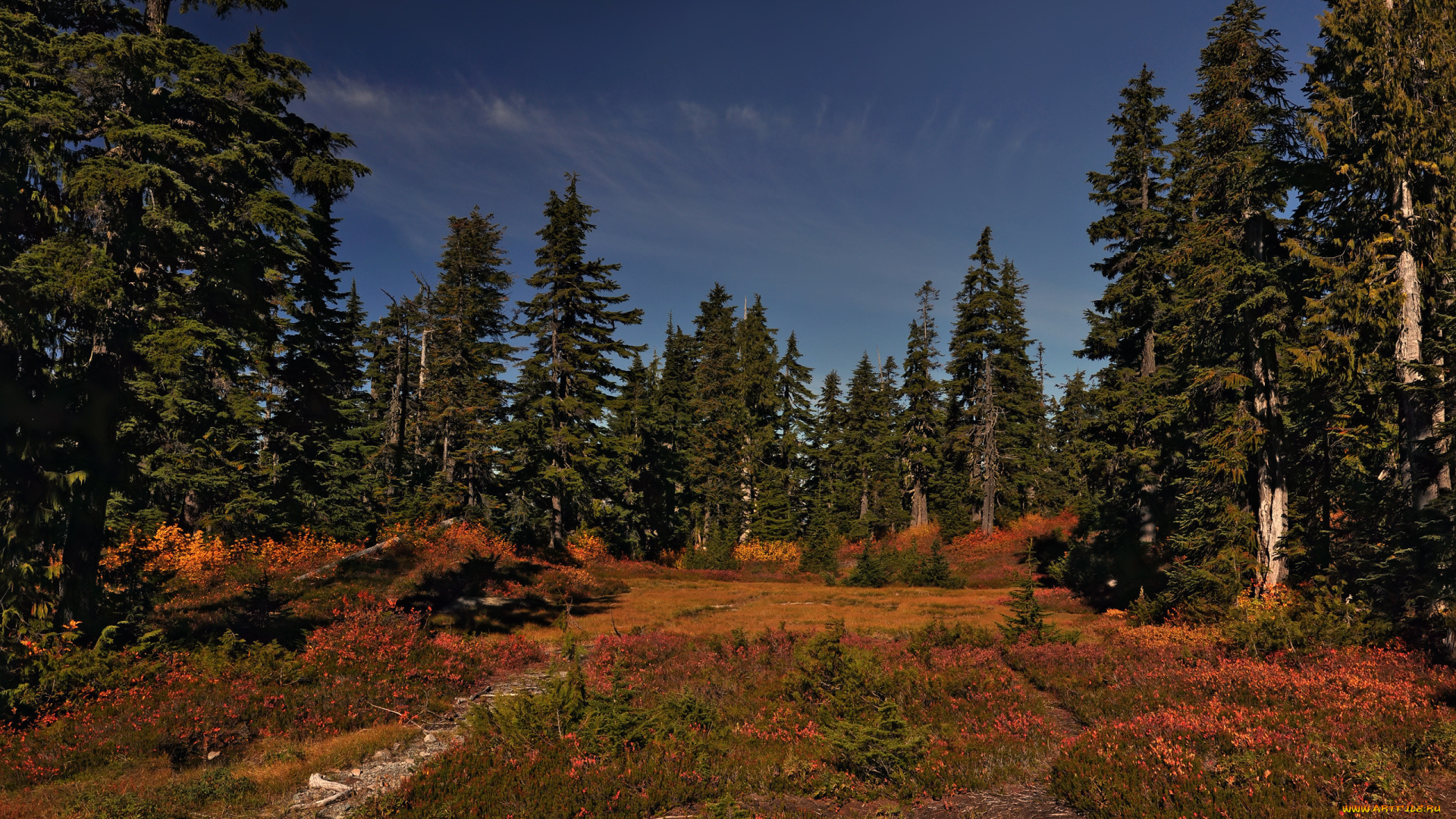 природа, луга, лес, поляна, сосны