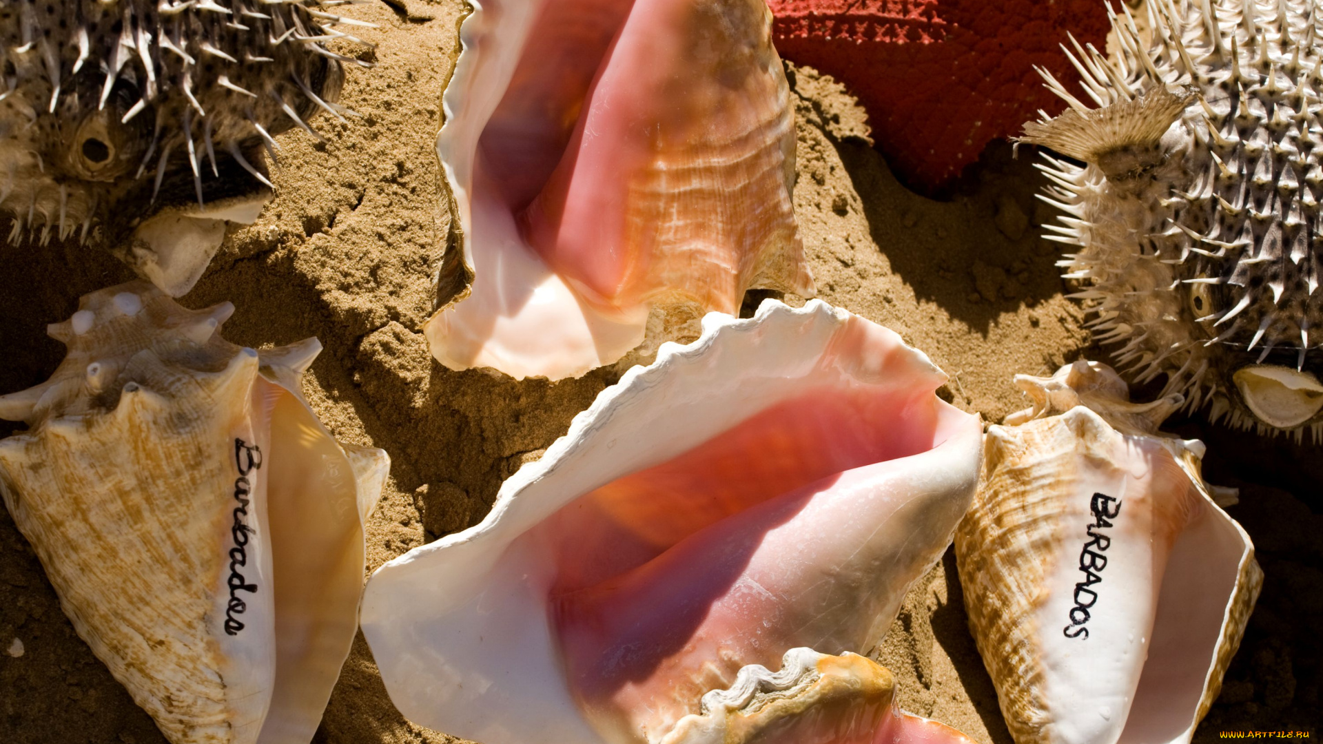 разное, ракушки, кораллы, декоративные, spa, камни