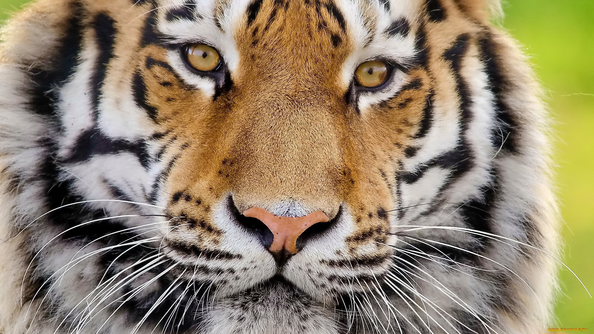 тигр, животные, тигры, кошка, дикая, морда