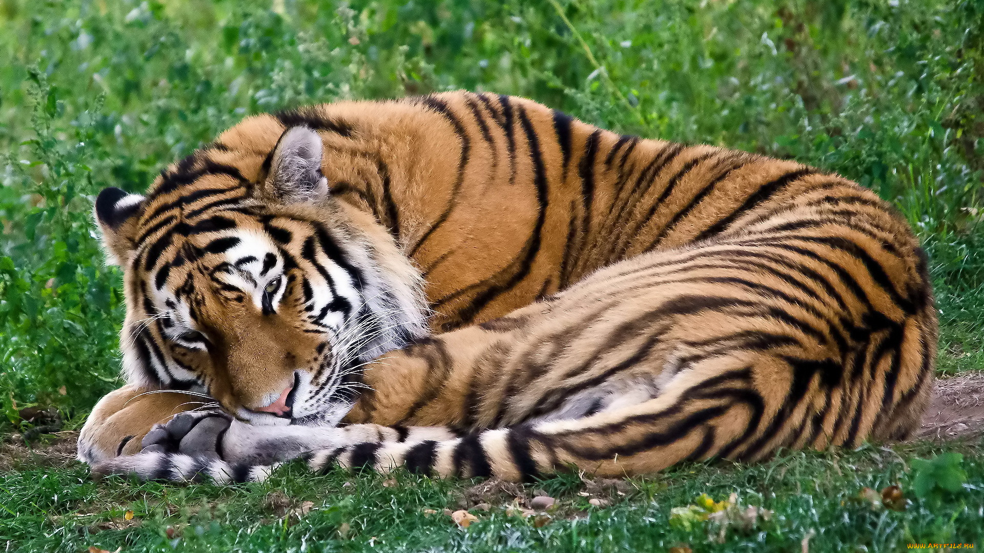 тигр, животные, тигры, лежитбспит