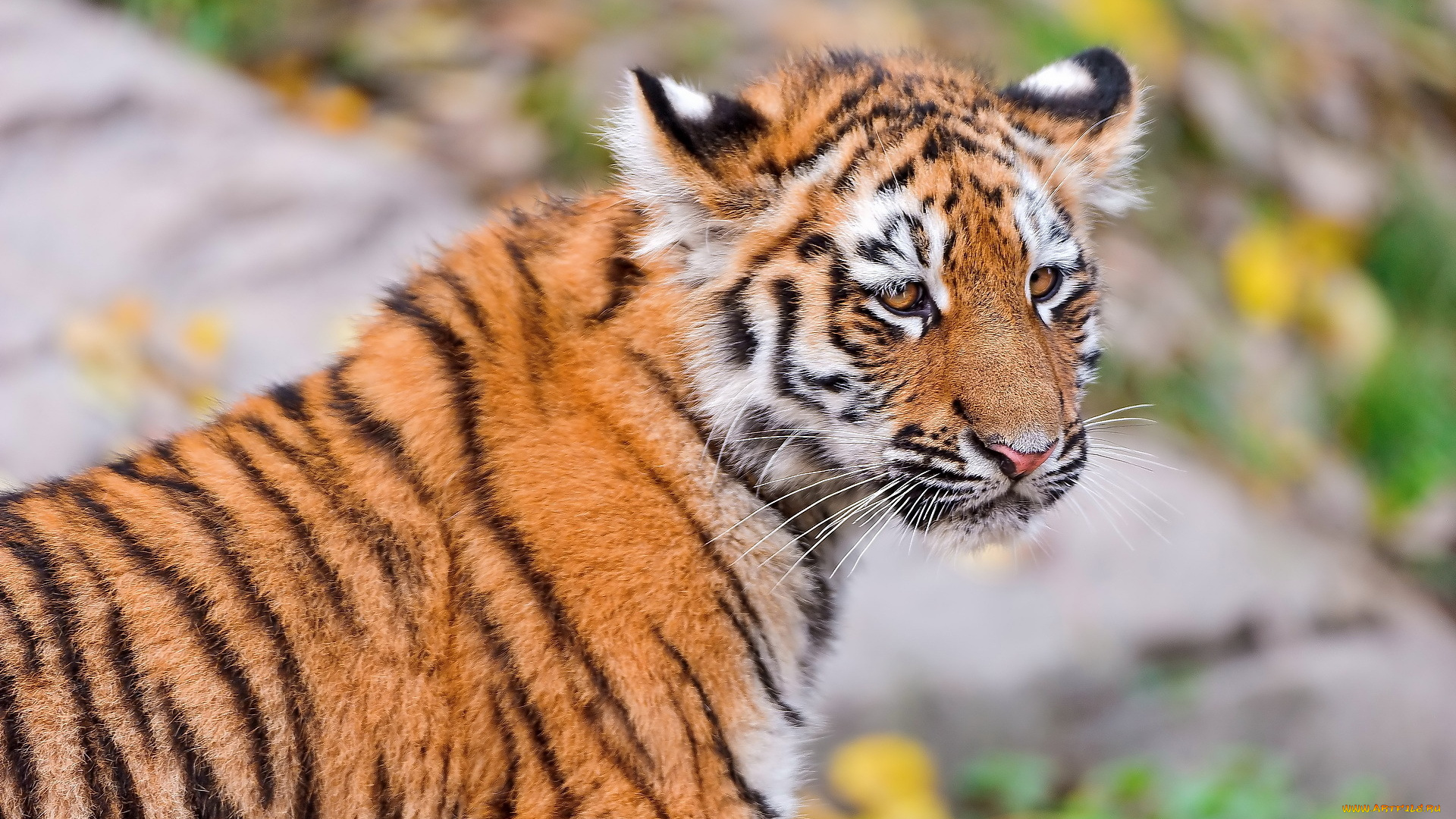 тигренок, животные, тигры, малыш