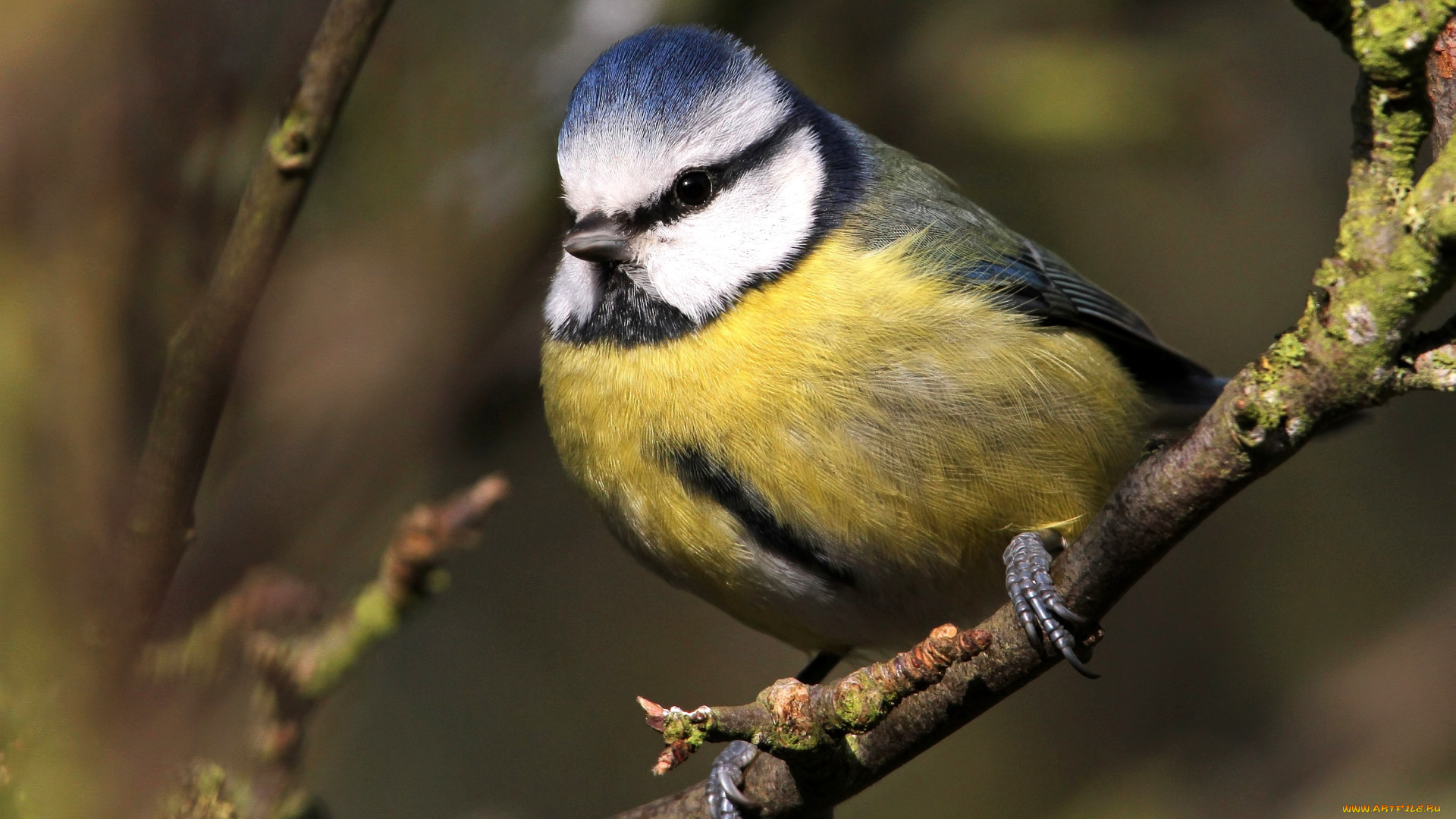 животные, синицы, лазоревки, лазоревка