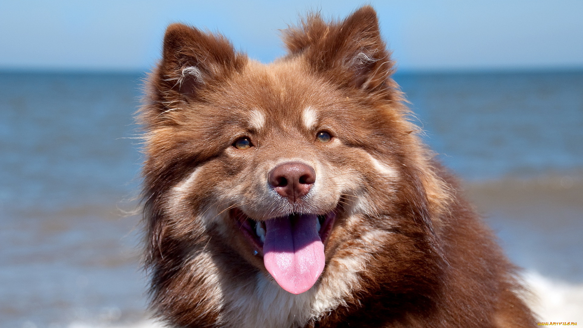 животные, собаки, фон, портрет, собака