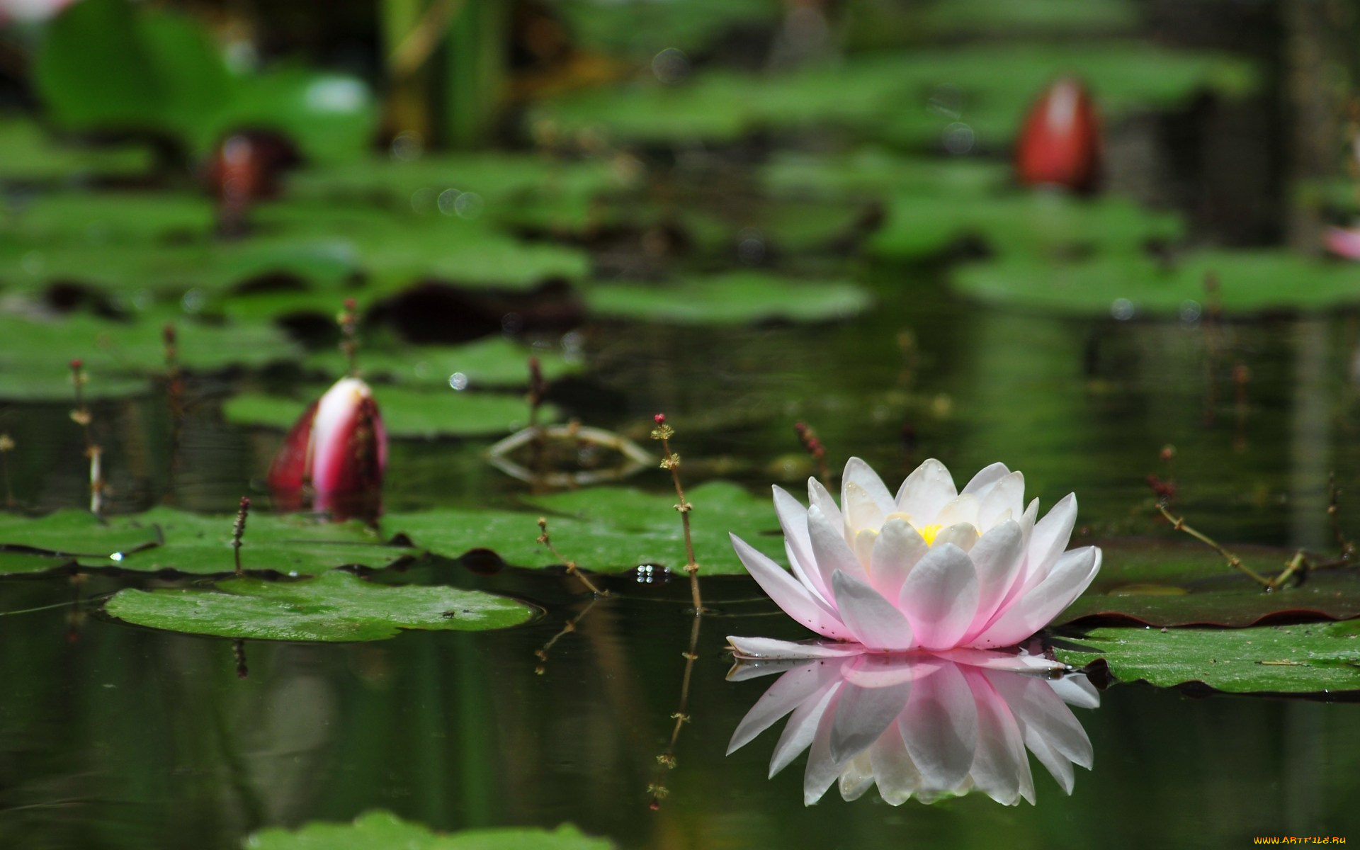 цветы, лилии, водяные, нимфеи, кувшинки, вода, лилия, листья