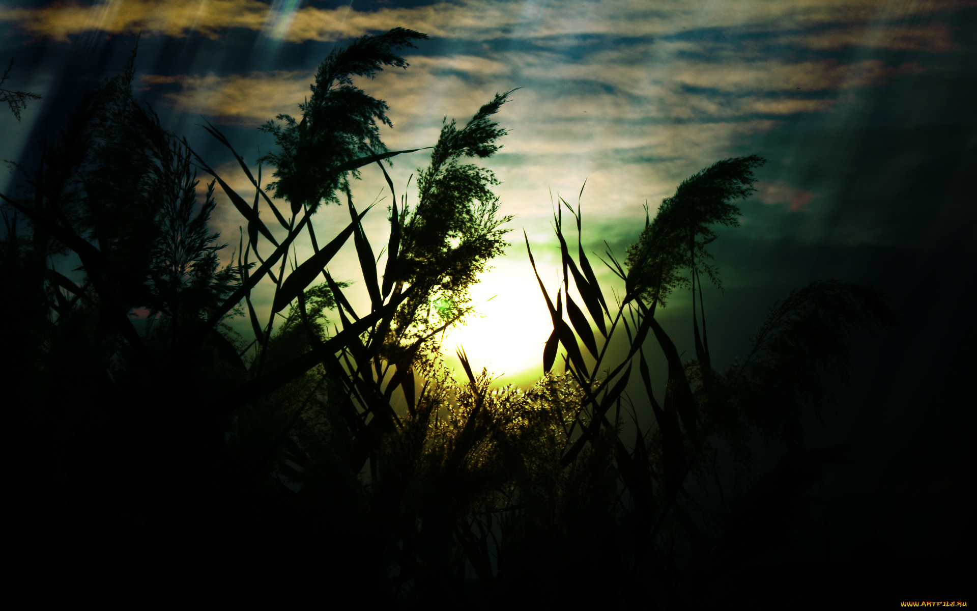 природа, восходы, закаты, макро, трава, поле