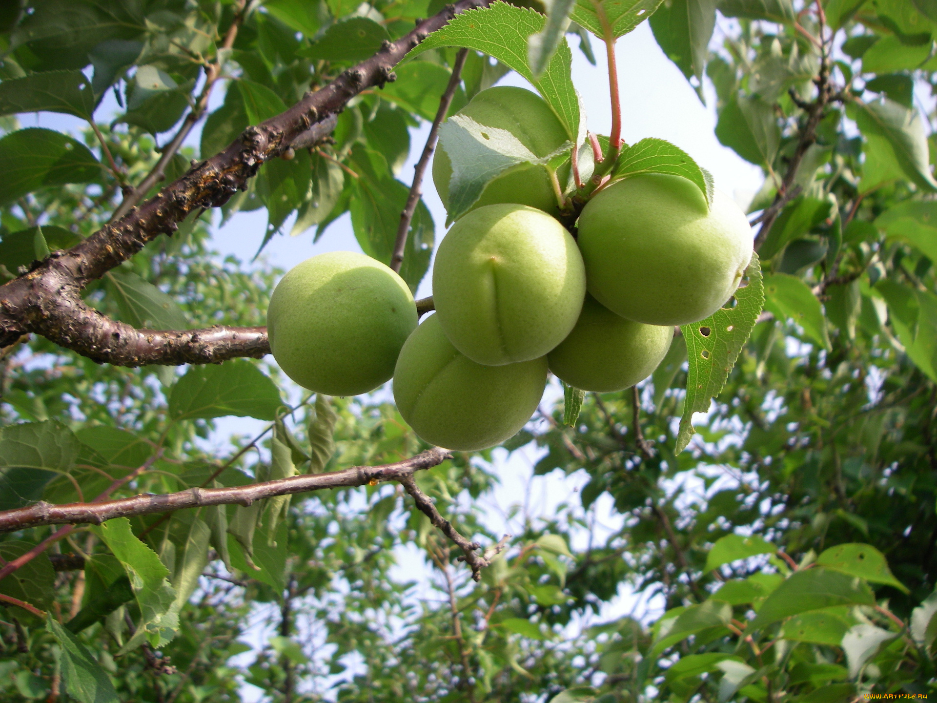 природа, плоды, ветка, листья