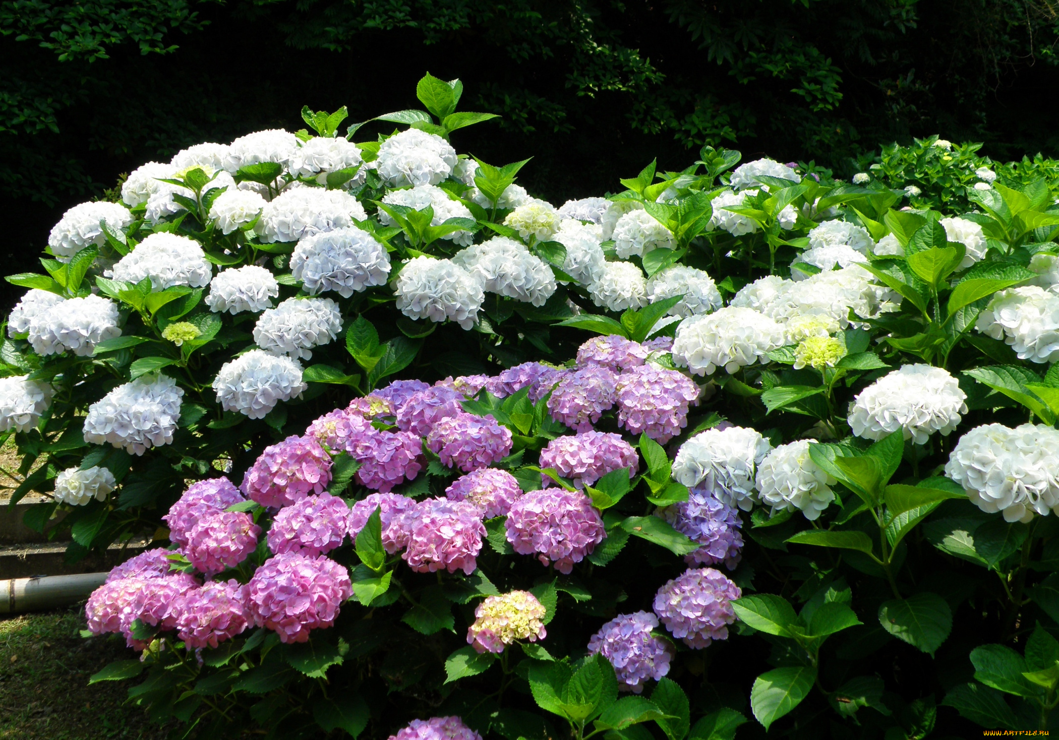 цветы, гортензия, кусты, розовый, белый