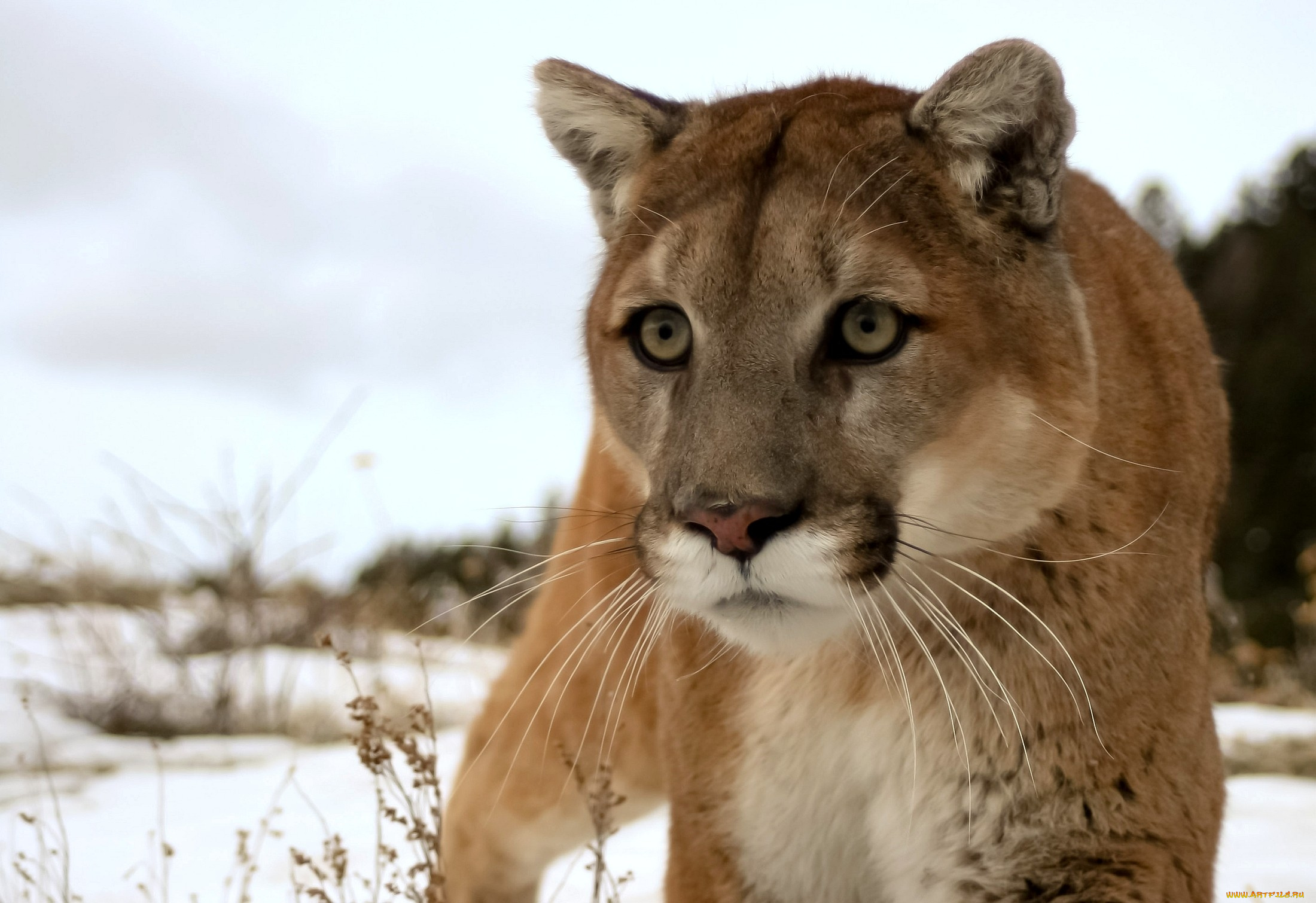 животные, пумы, горный, лев, взгляд, снег