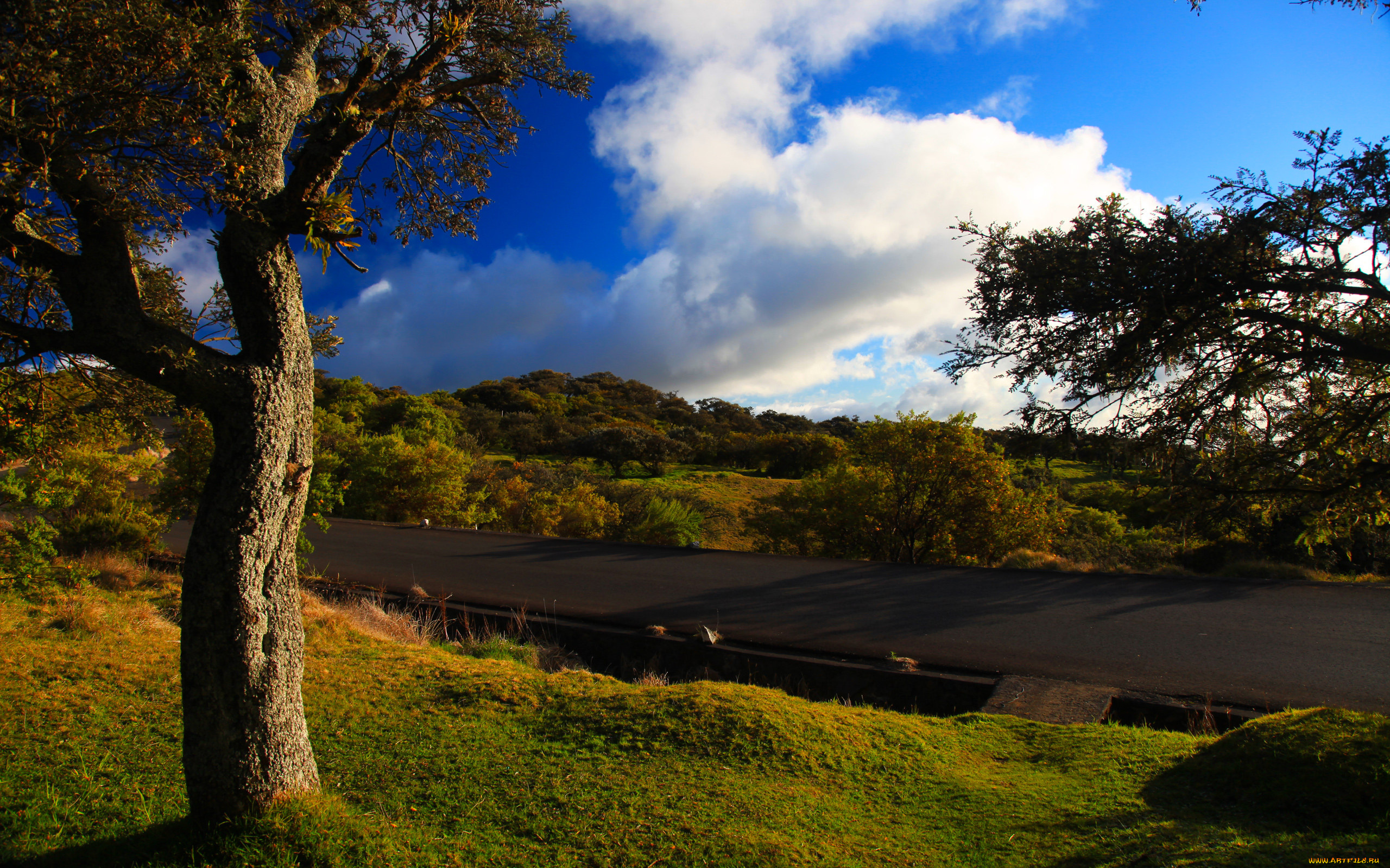 природа, дороги, деревья, холмы, растительность, дорога