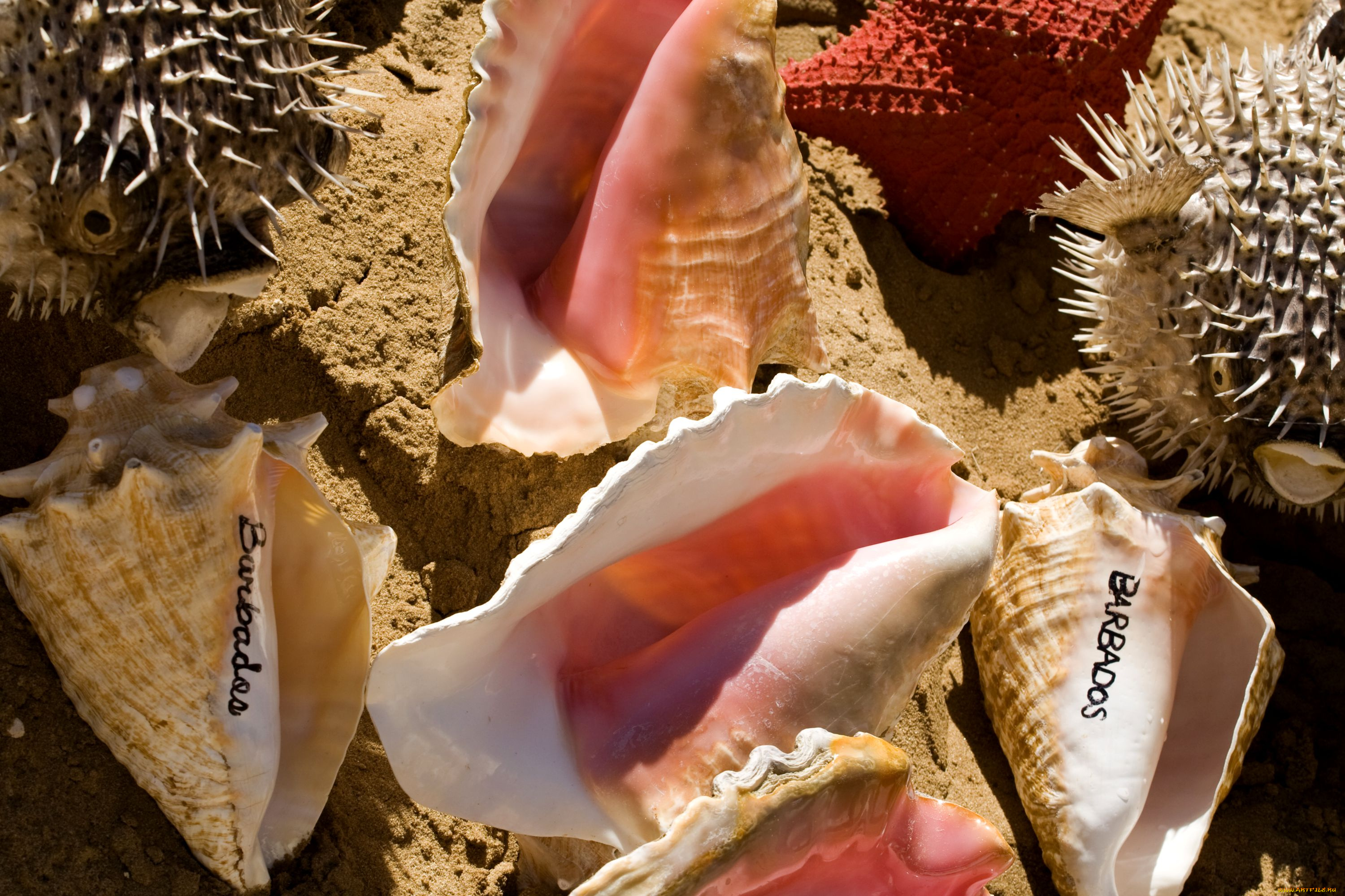 разное, ракушки, кораллы, декоративные, spa, камни