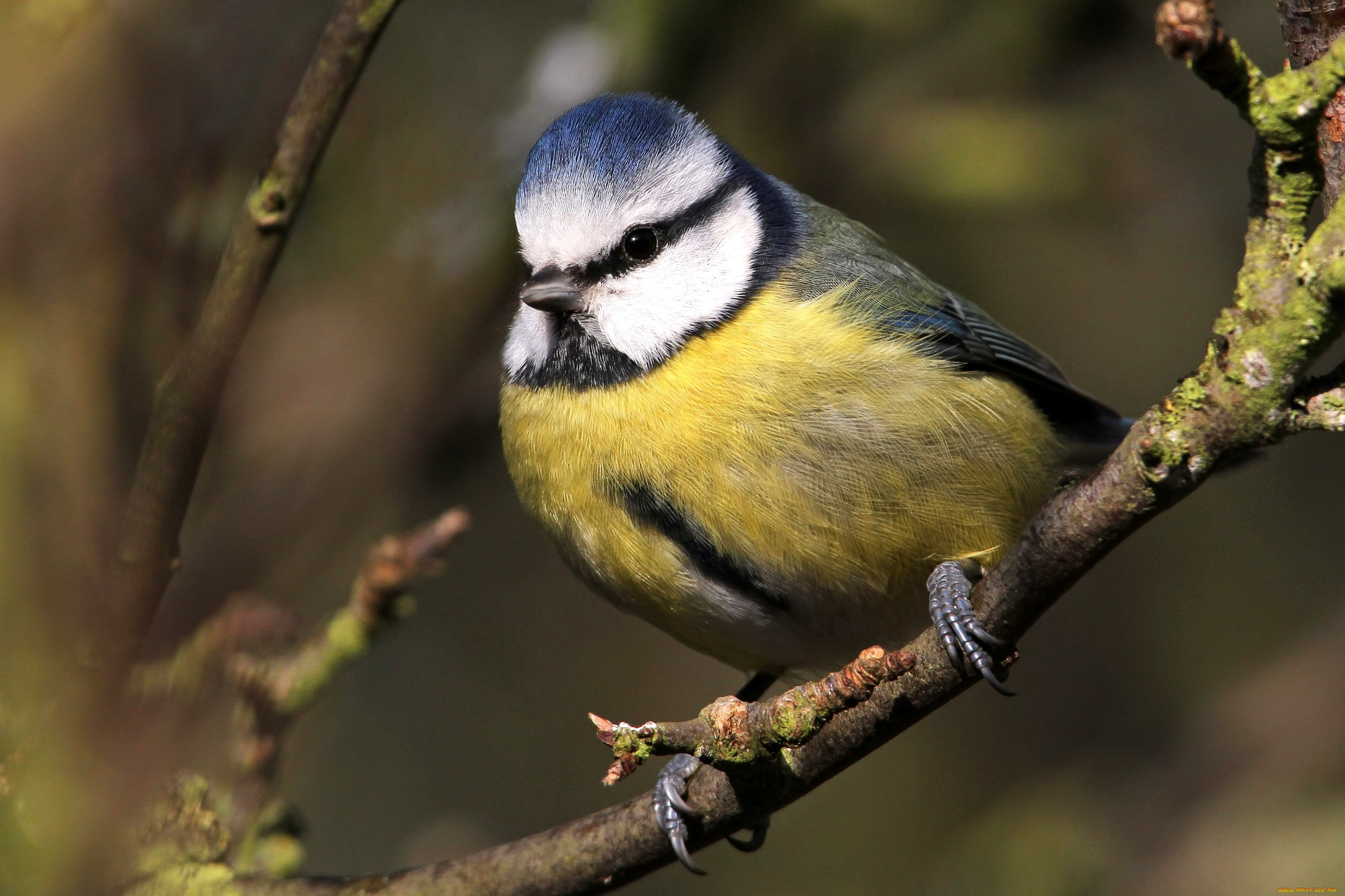 животные, синицы, лазоревки, лазоревка