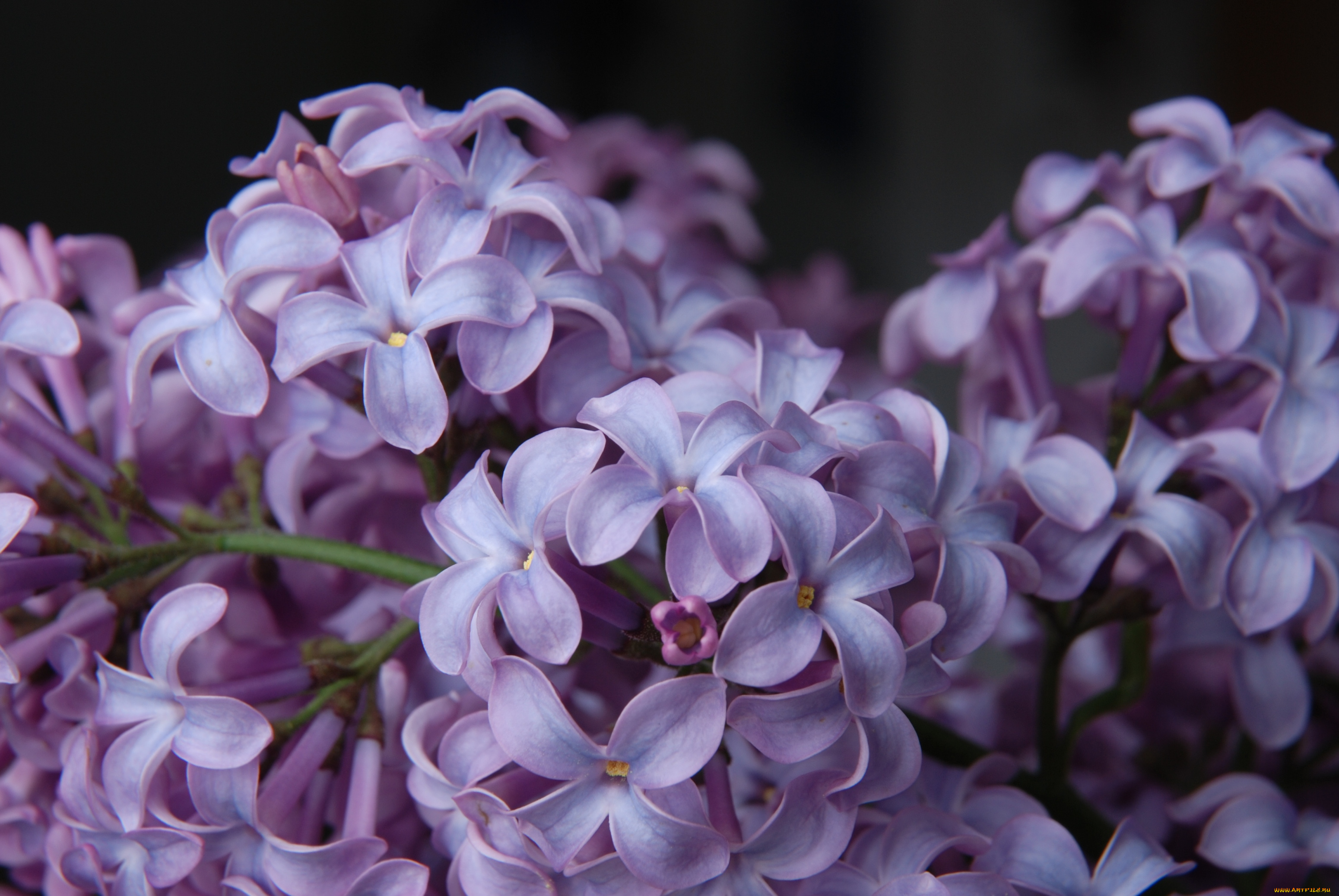 цветы, сирень, сиреневый, макро
